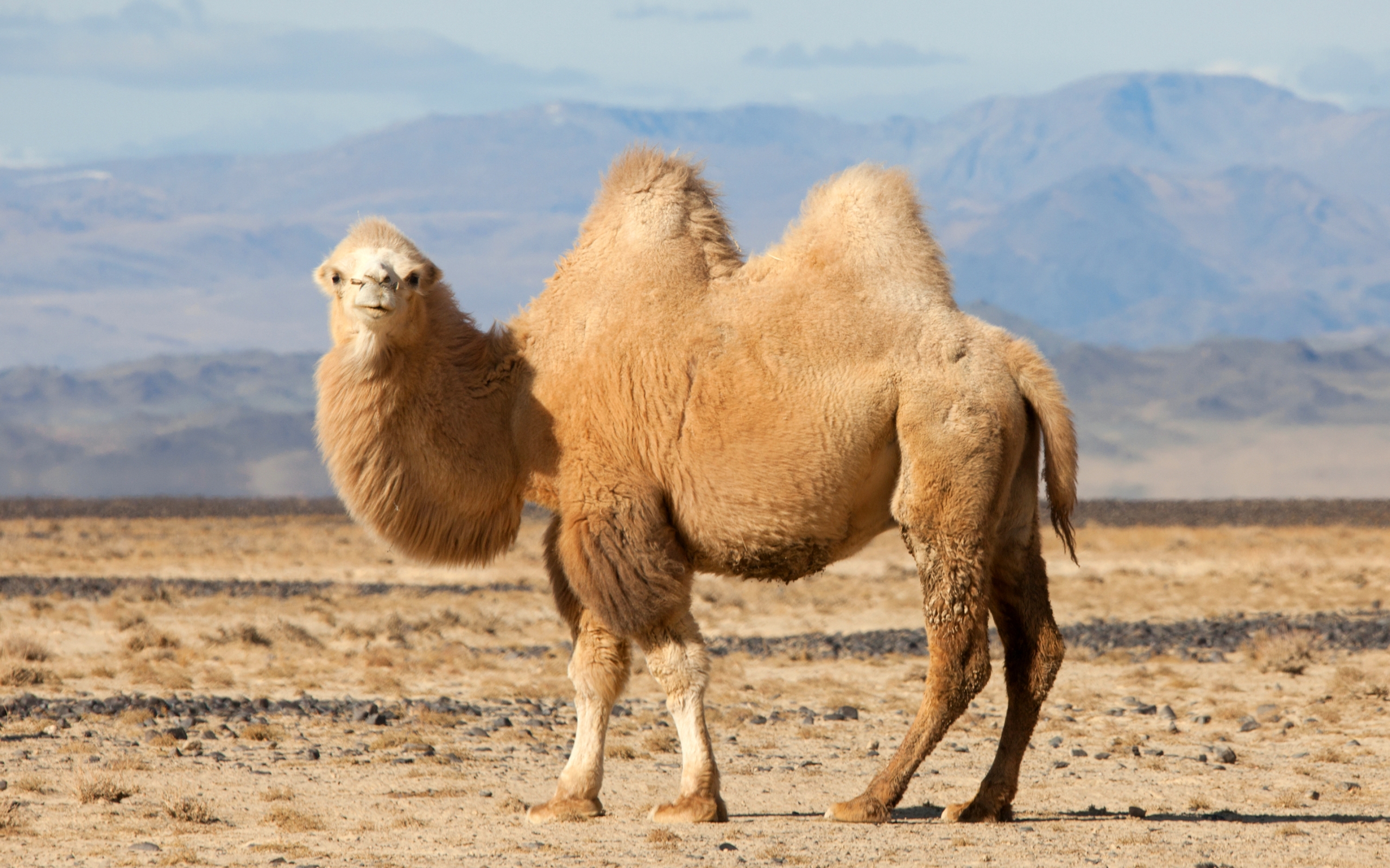 animal, camel, bactrian camel