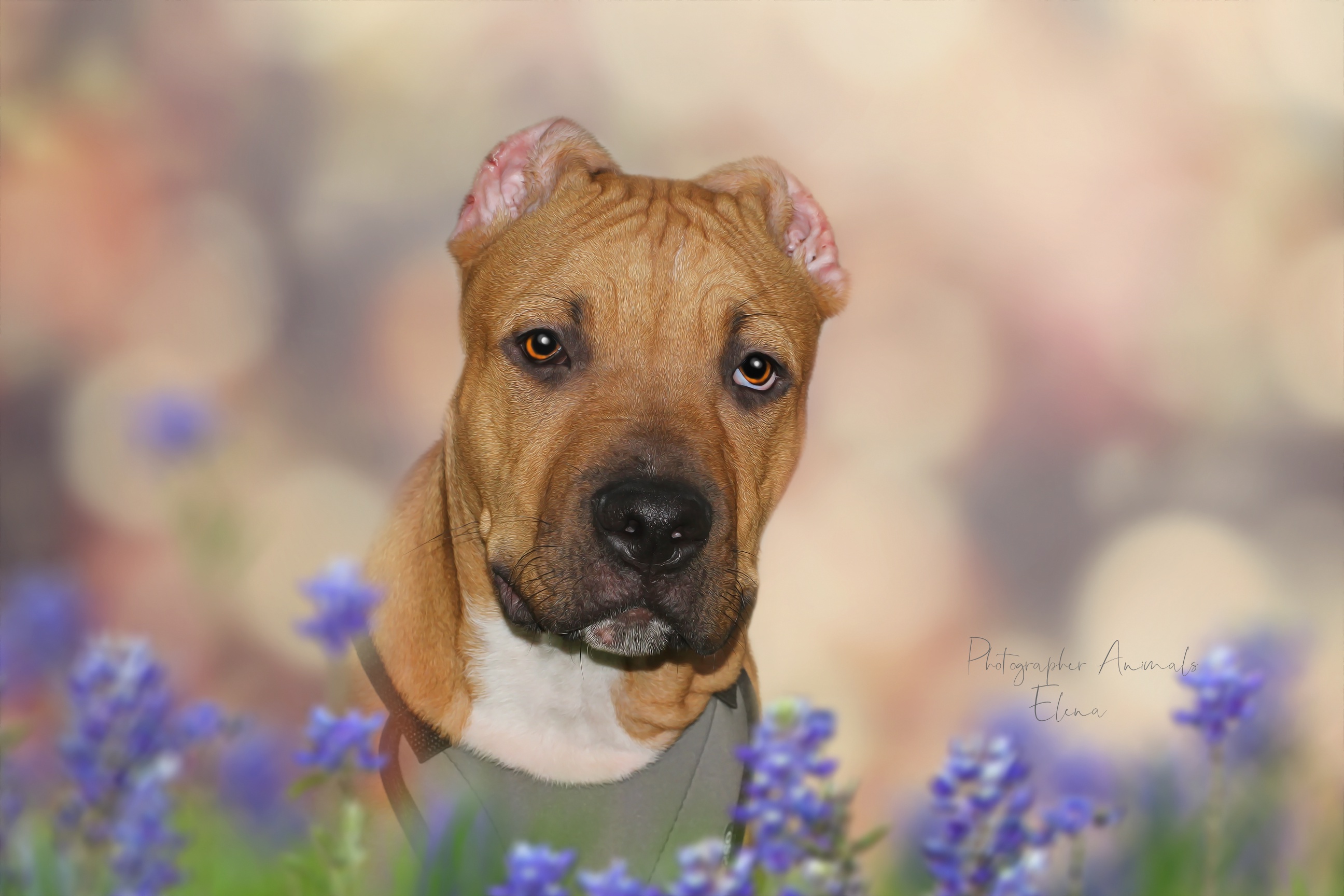 1920 x 1080 picture animal, puppy, american staffordshire terrier, dogs
