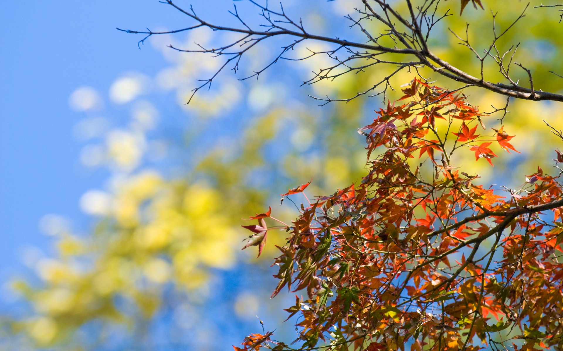 Download mobile wallpaper Tree, Leaf, Fall, Earth for free.