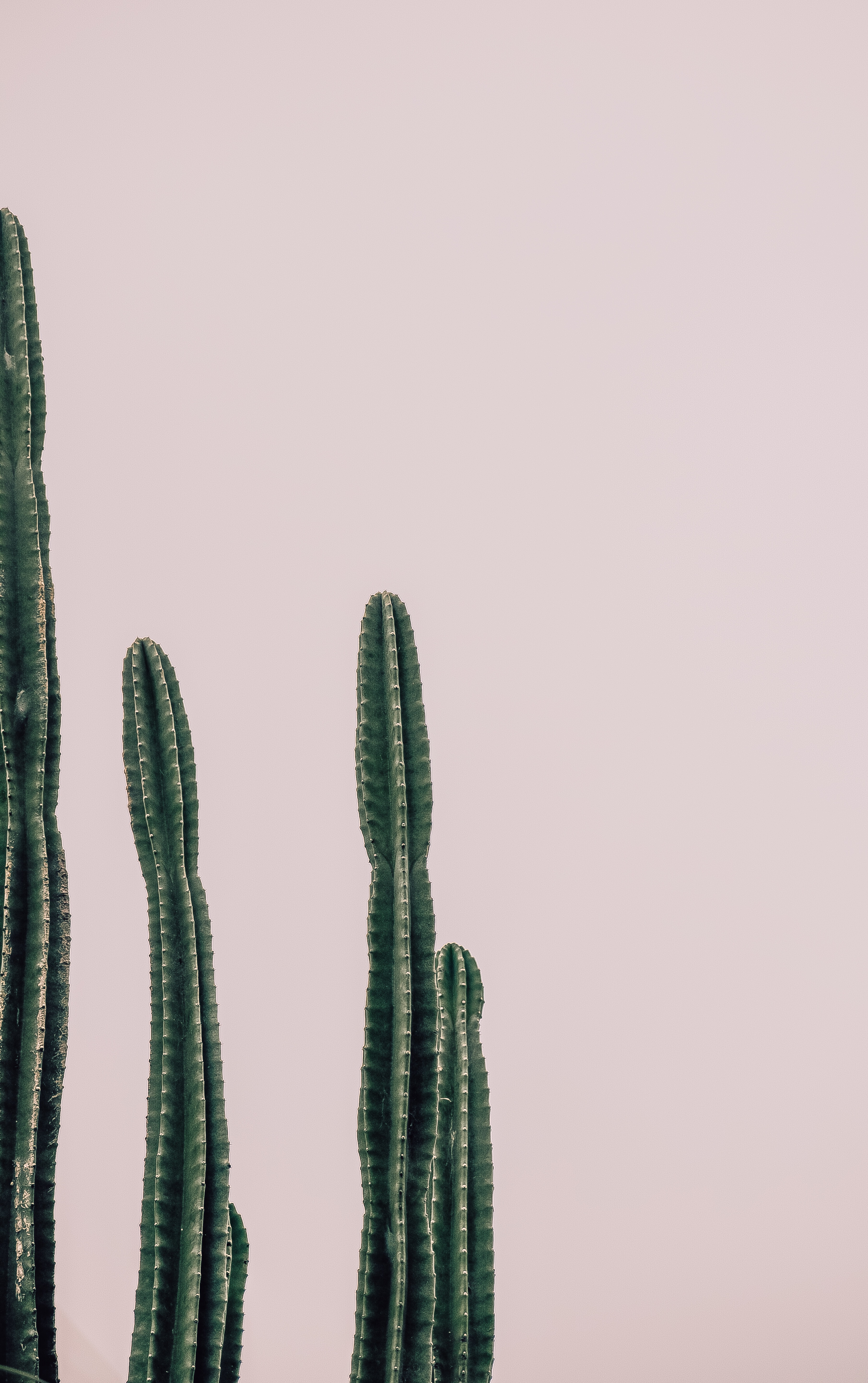 129923 Hintergrundbild herunterladen pflanze, minimalismus, stacheldraht, stacheligen, kaktus - Bildschirmschoner und Bilder kostenlos