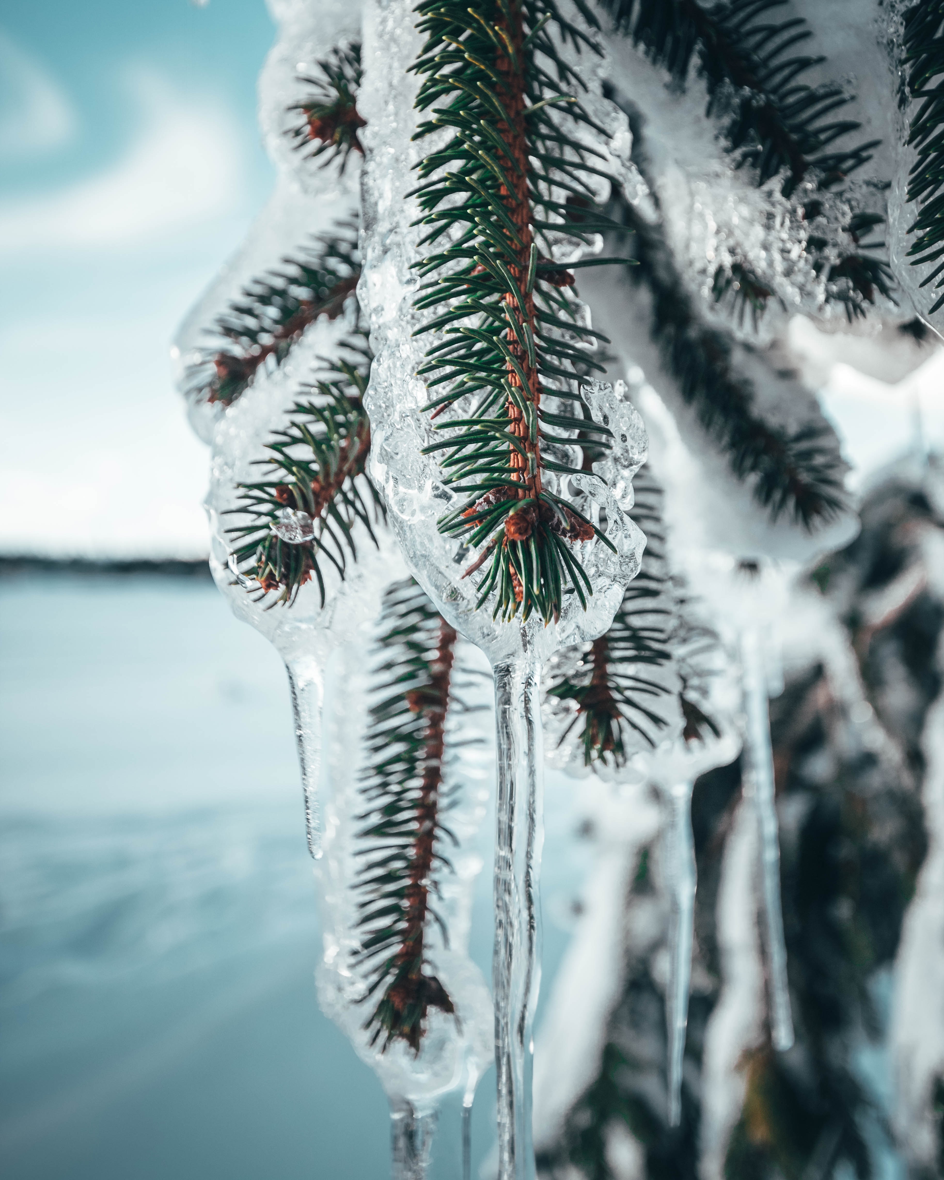 frozen, ice, pine, macro, branches