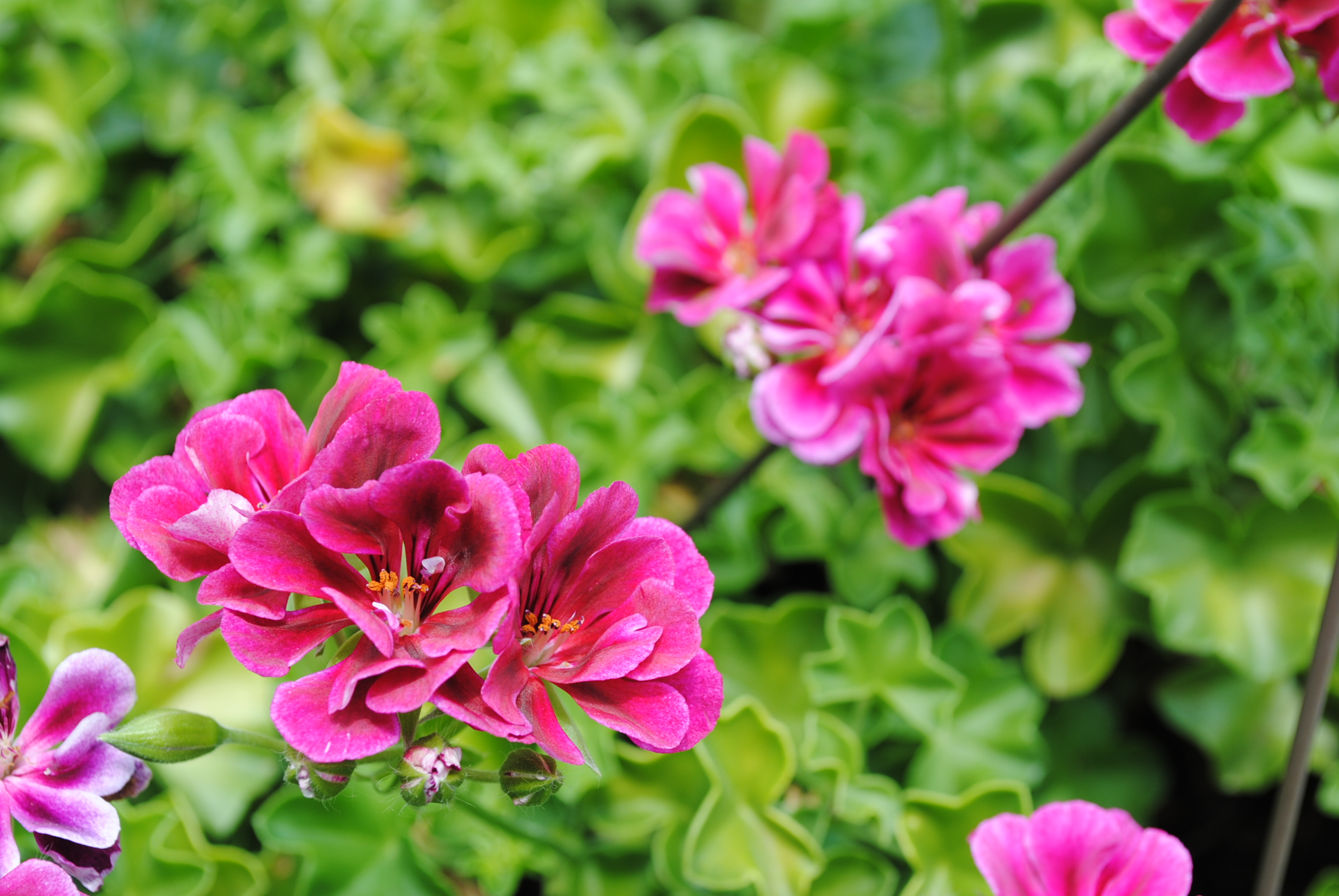 Pink Flower Tablet HD picture