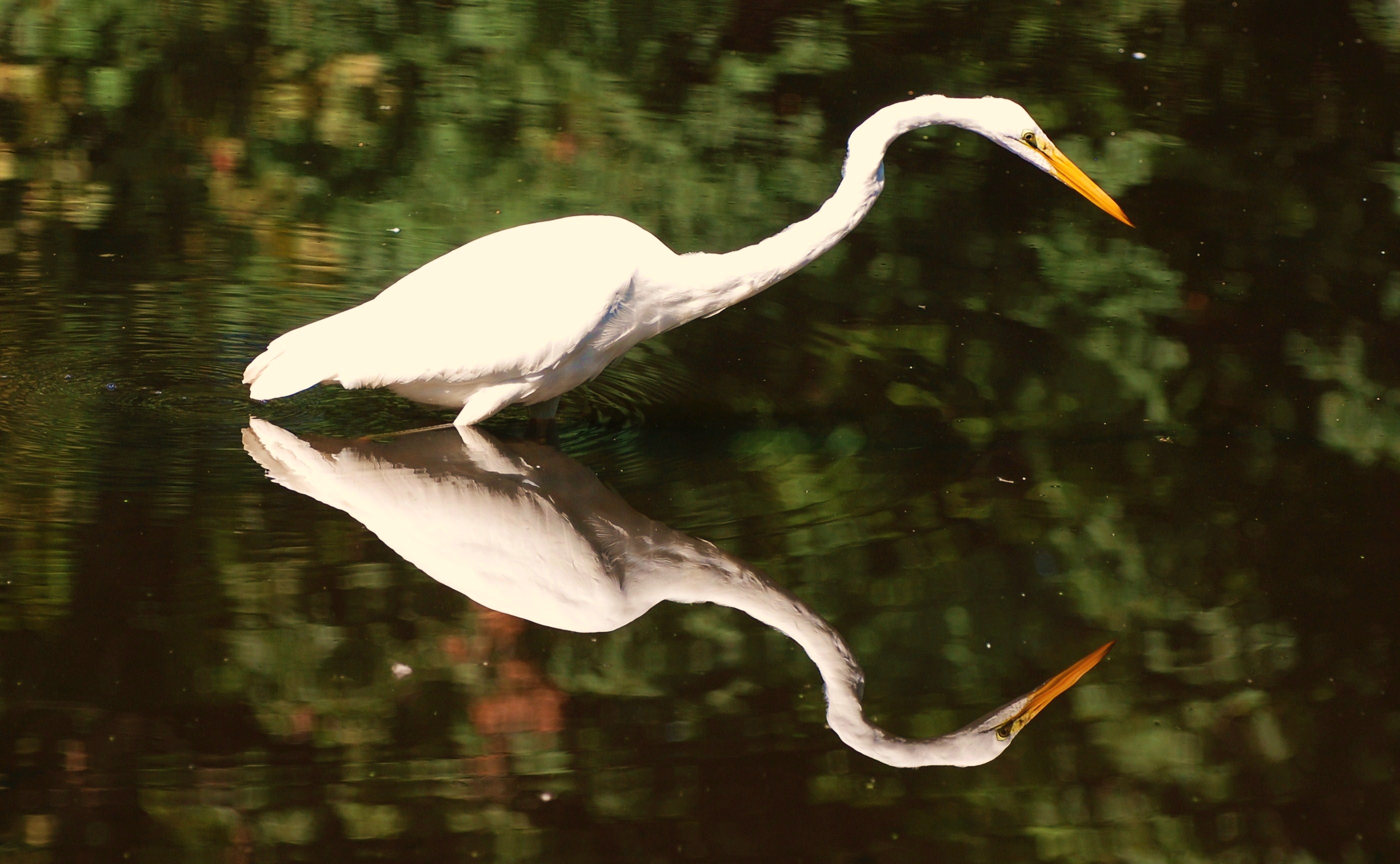 HD wallpaper animal, egret, birds