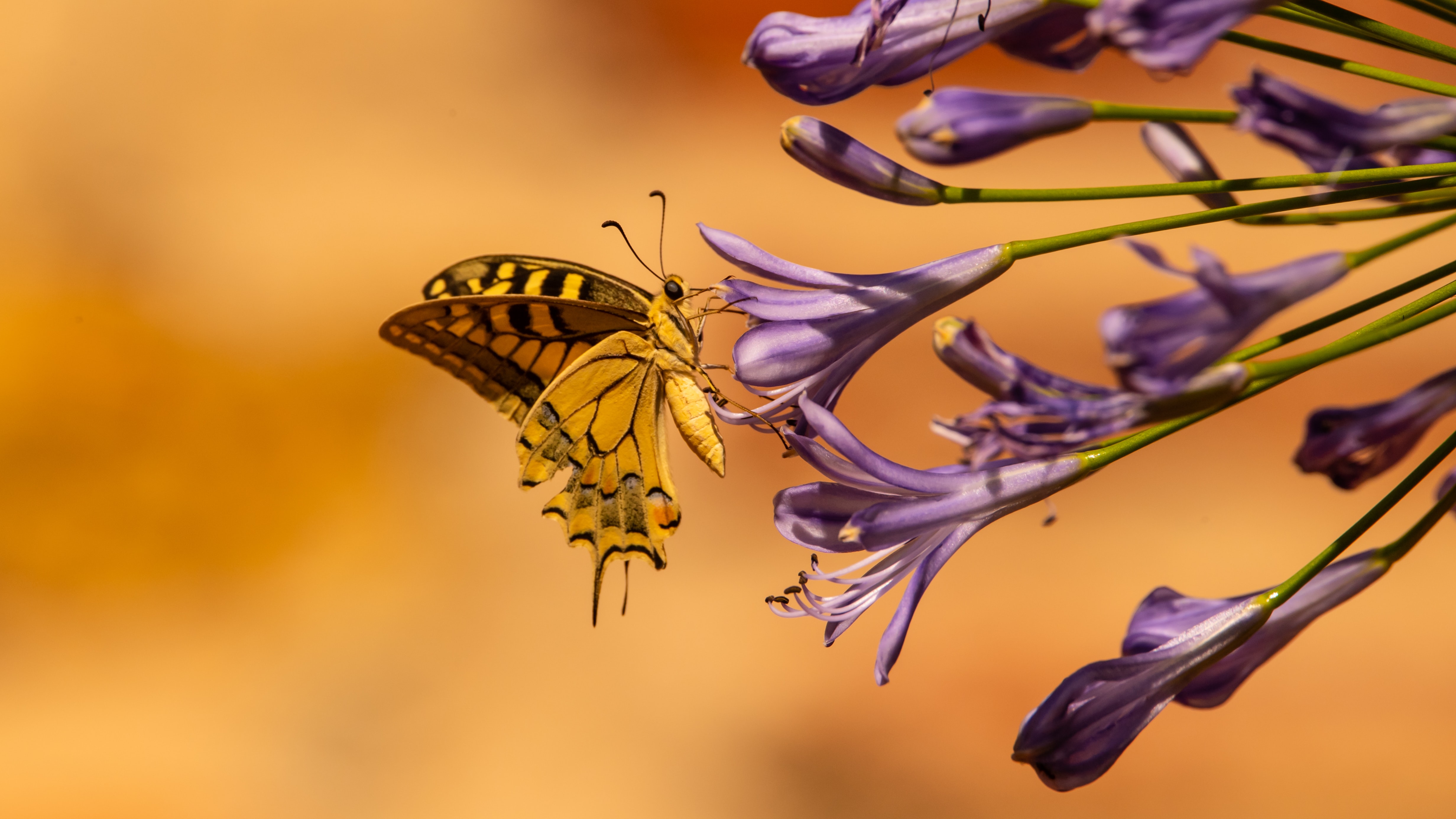 Laden Sie das Tropisch, Blumen, Schmetterling, Tropischen, Flügel, Tiere-Bild kostenlos auf Ihren PC-Desktop herunter