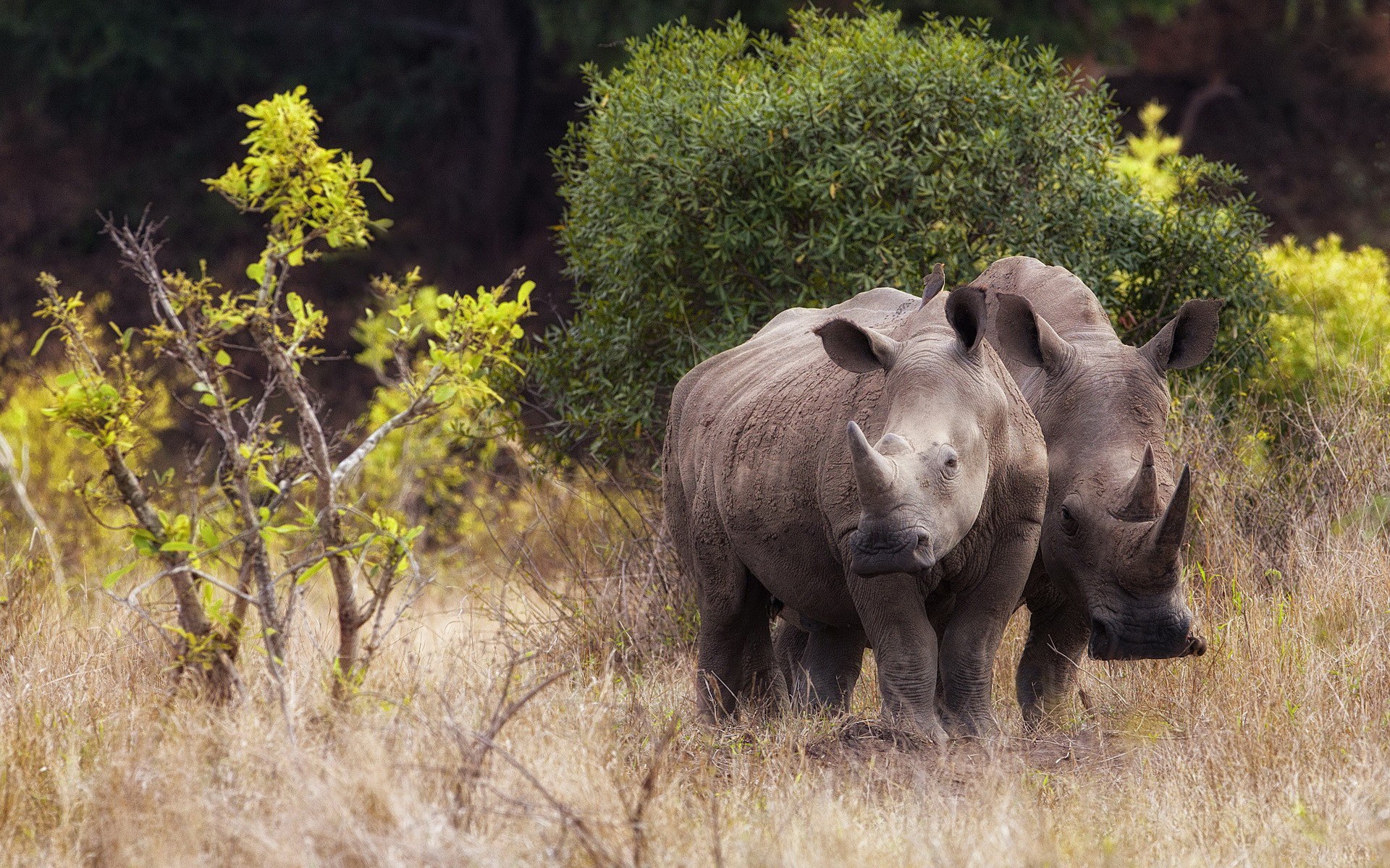 Животные саванны носорог
