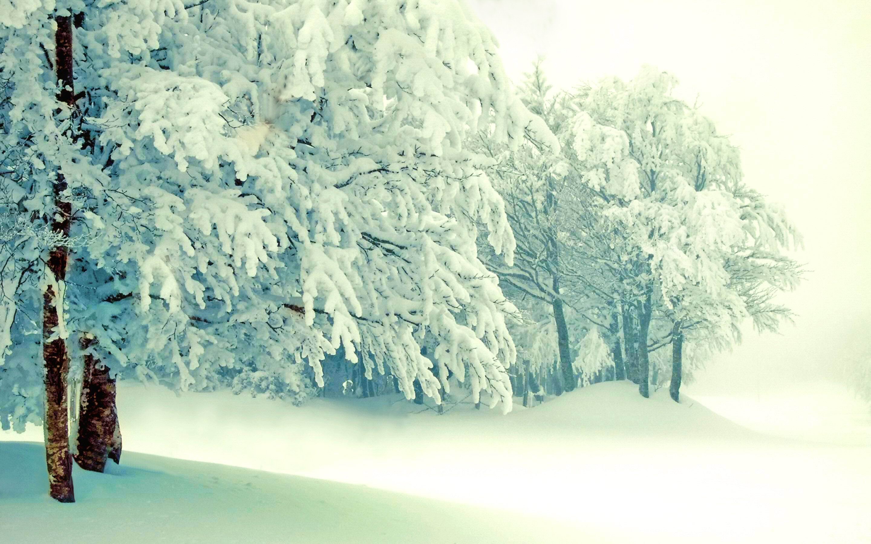 1493968 免費下載壁紙 自然, 冬季, 雪, 树, 白色的 屏保和圖片