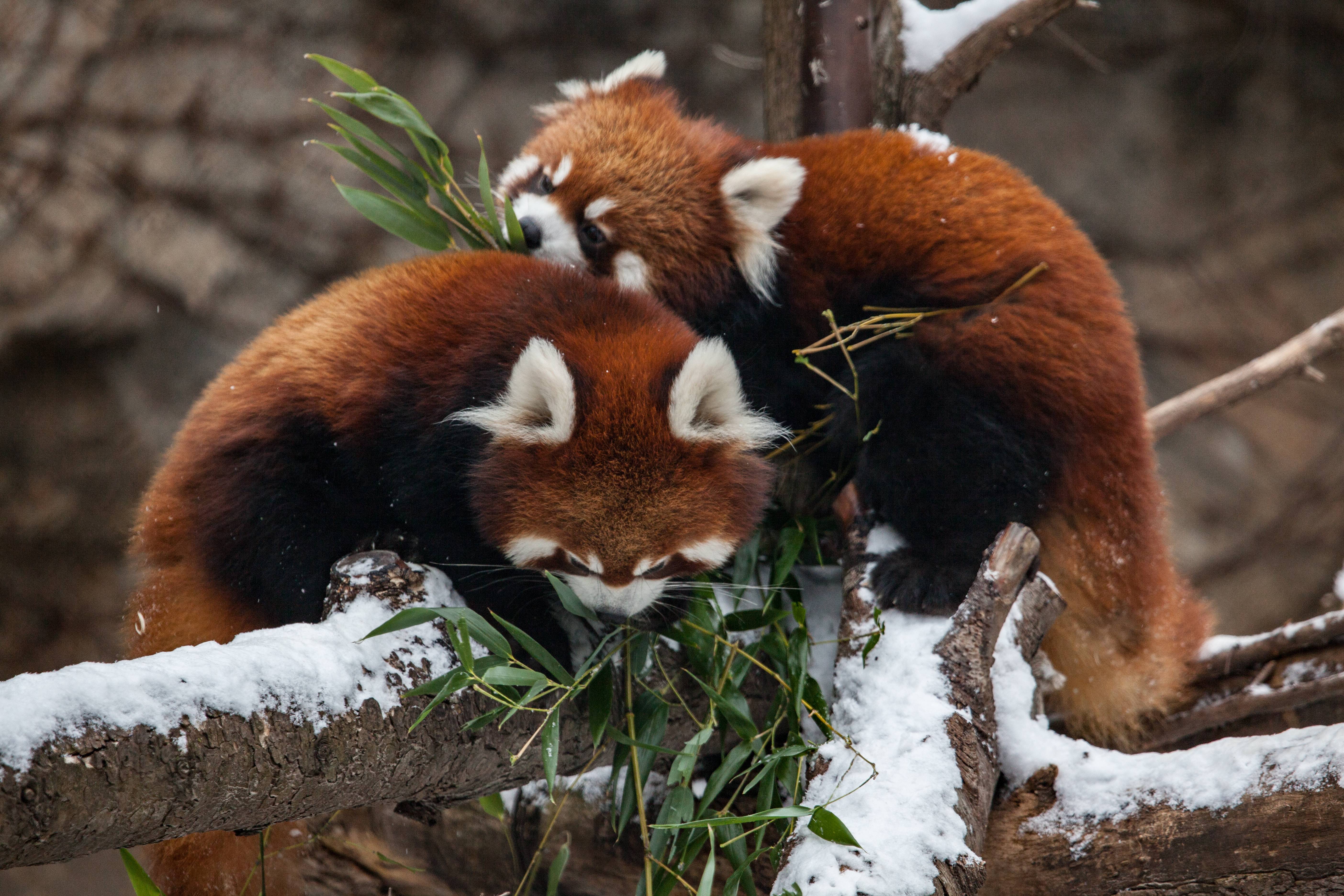 739442 Hintergrundbild herunterladen tiere, kleiner panda, chicago, zoo - Bildschirmschoner und Bilder kostenlos
