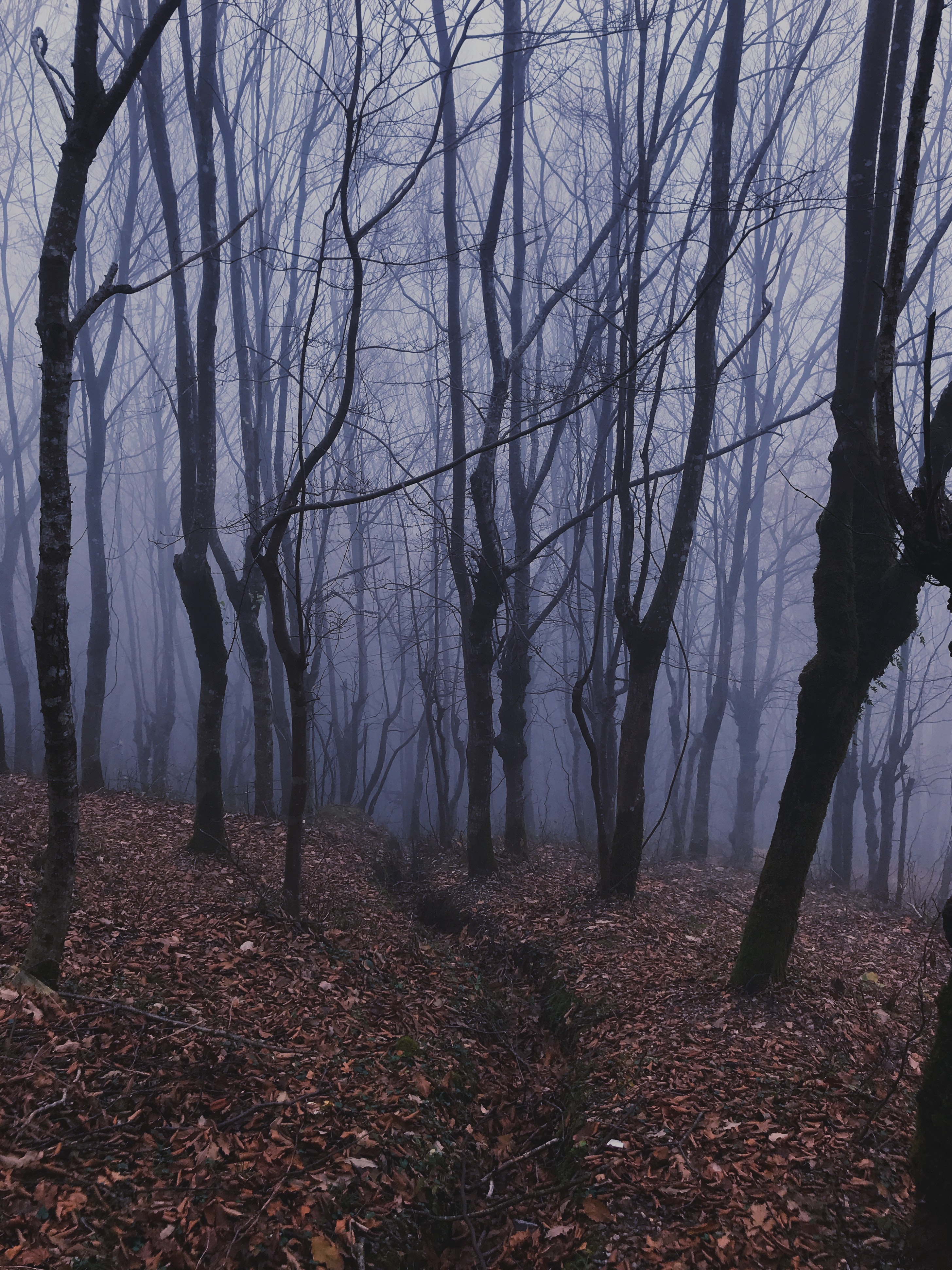 99830 скачать обои мгла, природа, лес, деревья, туман - заставки и картинки бесплатно