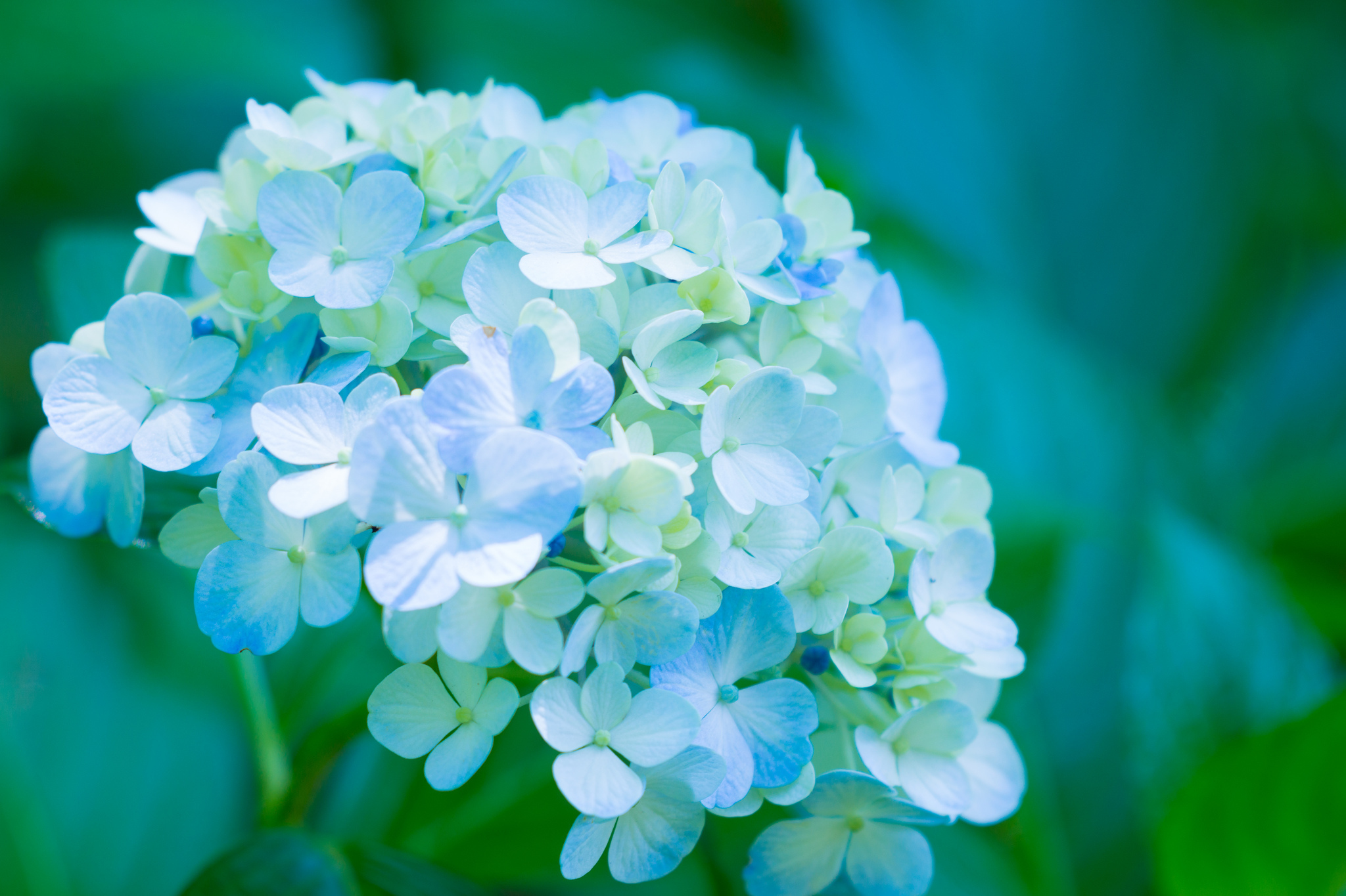 Цветы голубые гортензия
