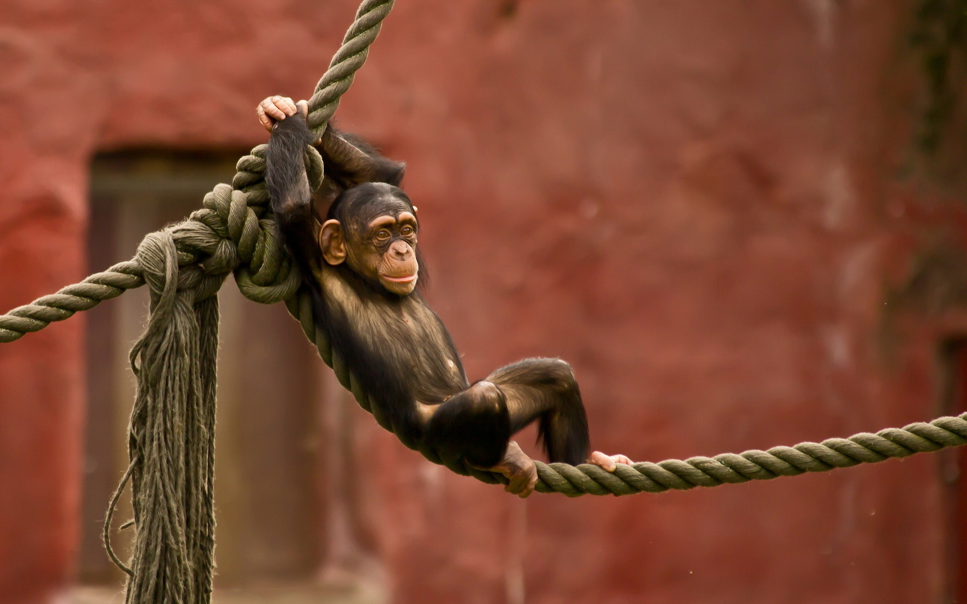 animal, chimpanzee, monkeys Smartphone Background