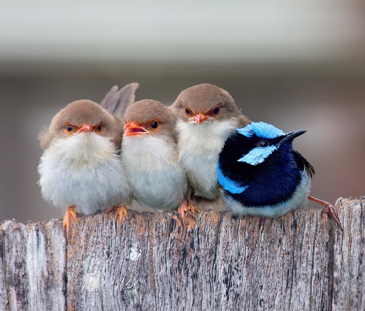 милые картинки птиц