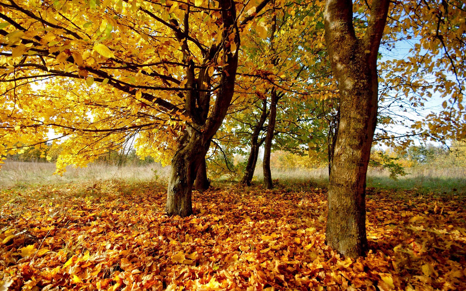 nature, autumn, leaves, foliage, dry Panoramic Wallpaper