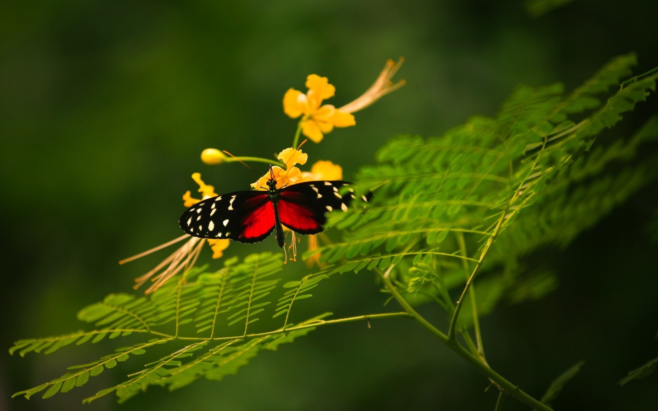 無料モバイル壁紙昆虫, 蝶をダウンロードします。
