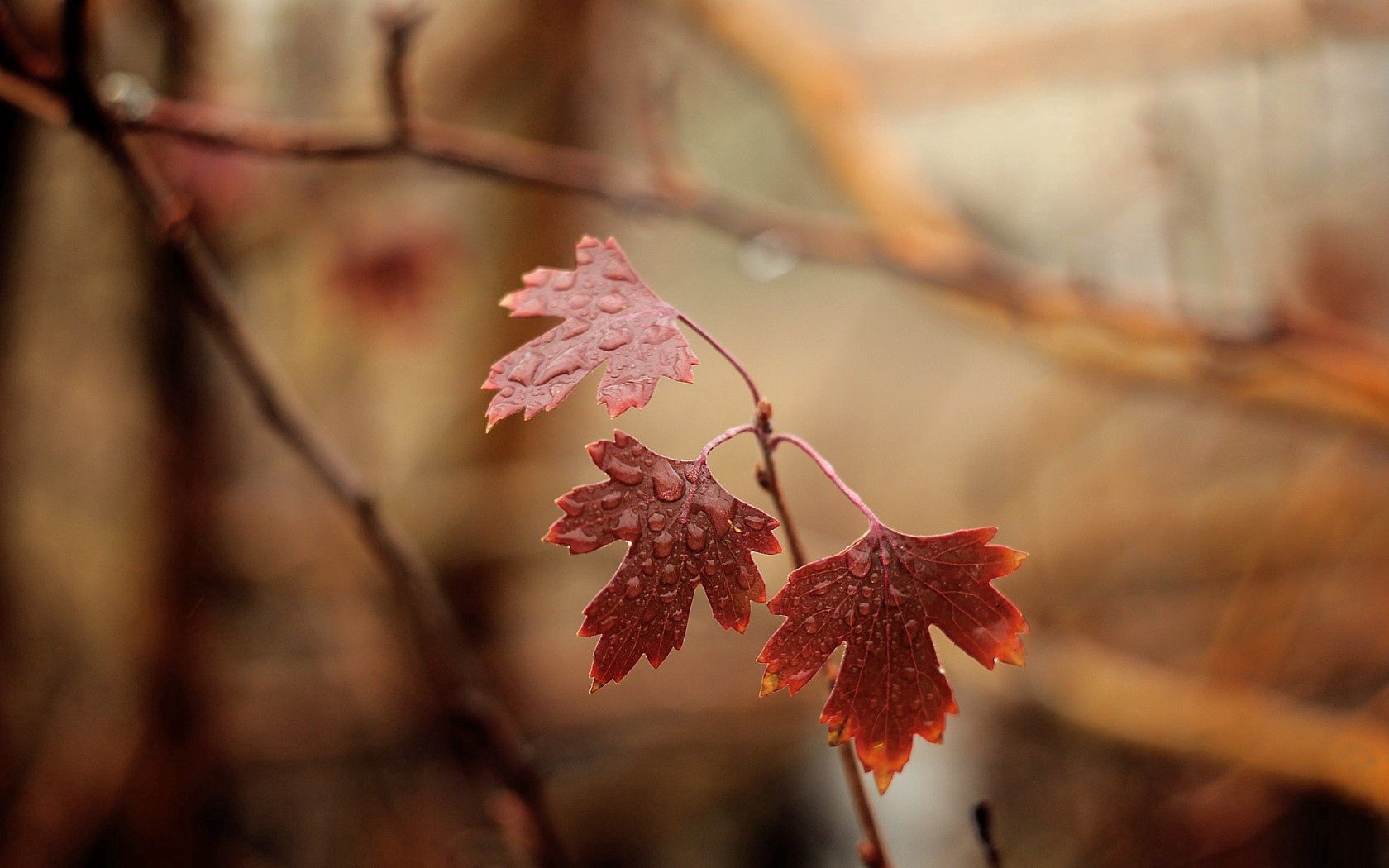 branches, leaves, drops, macro, moisture wallpapers for tablet