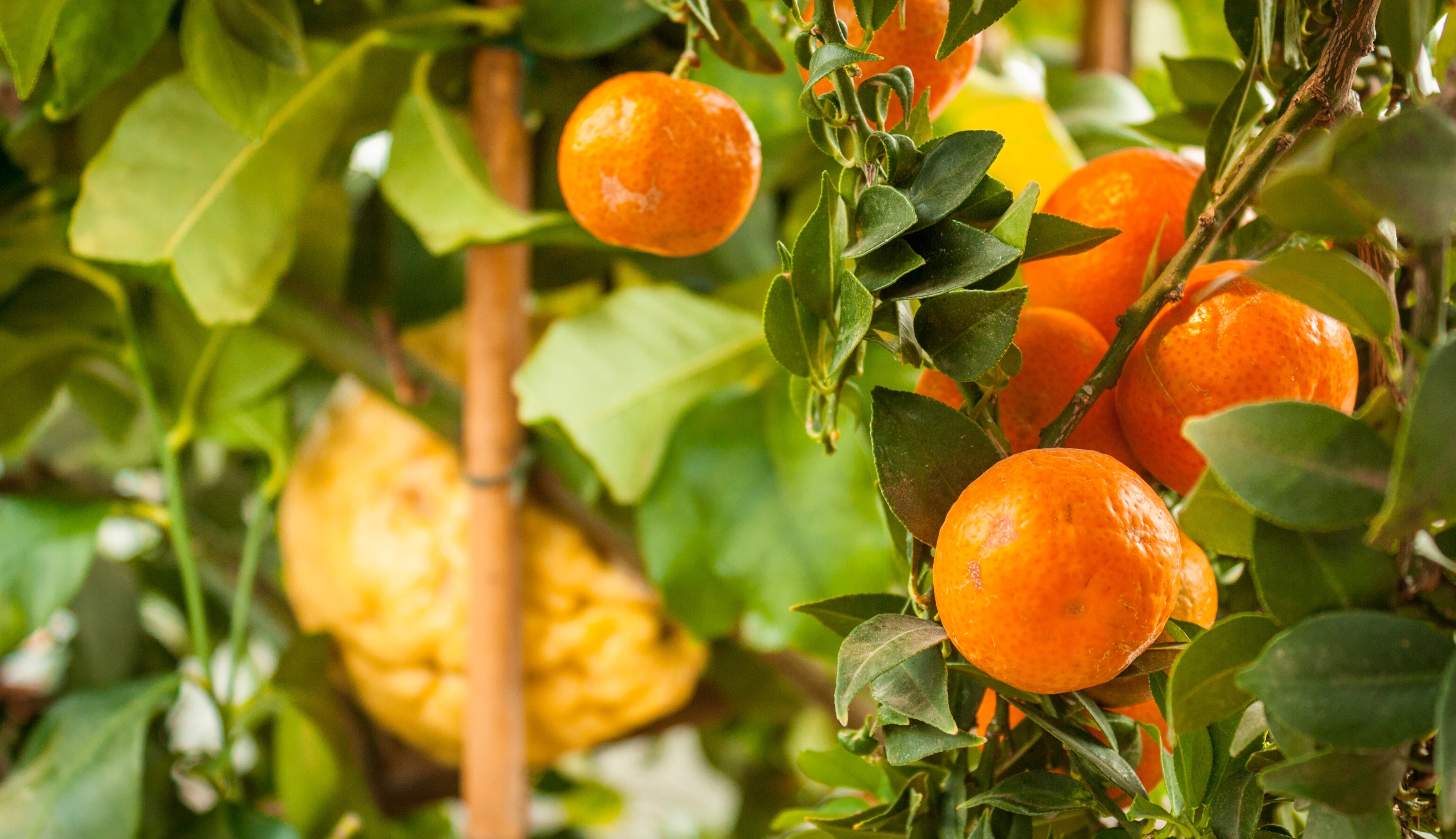 Handy-Wallpaper Lebensmittel, Mandarinen, Zitrusfrüchte, Zitrus, Garten, Obst, Blätter kostenlos herunterladen.