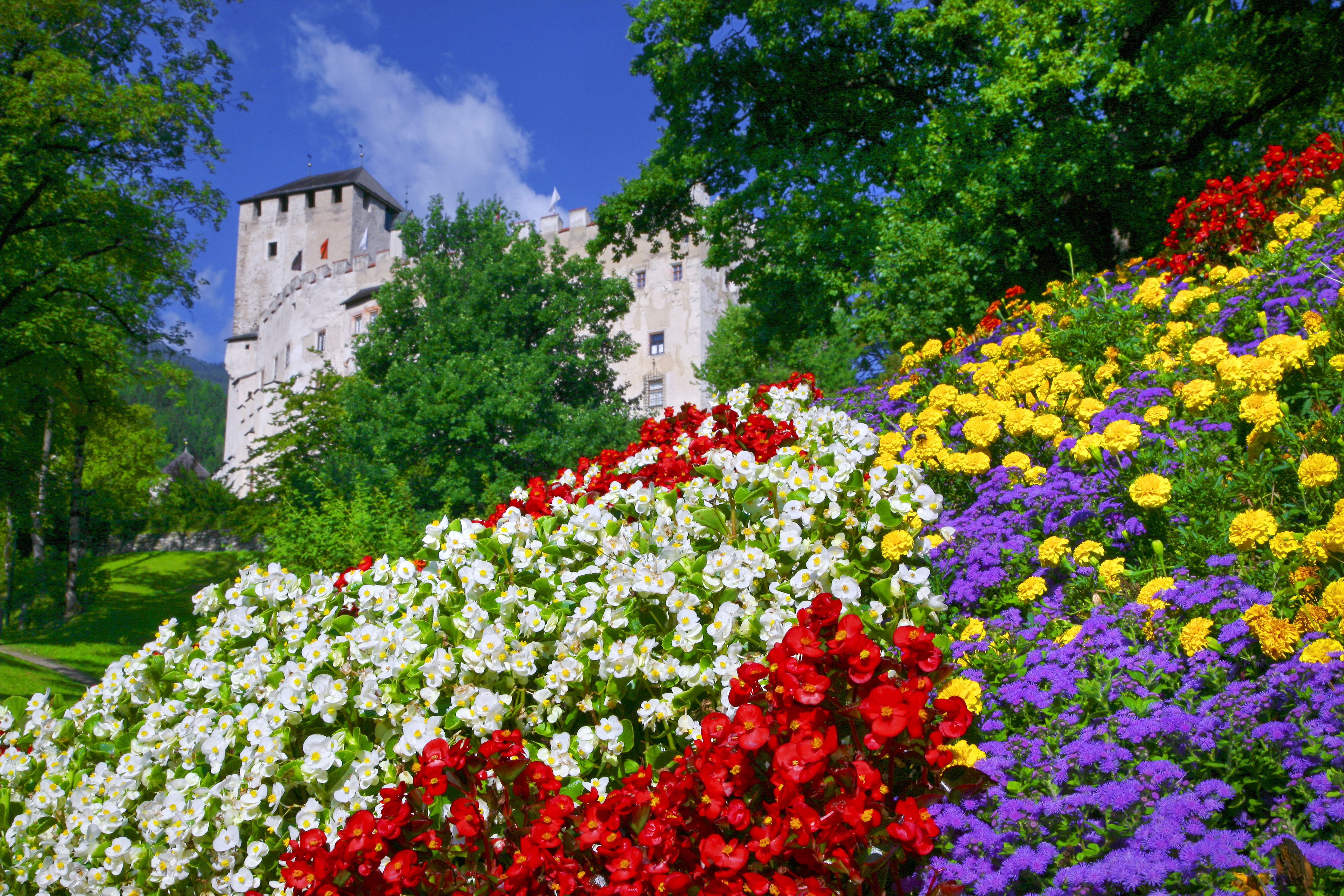 Растения Австрии
