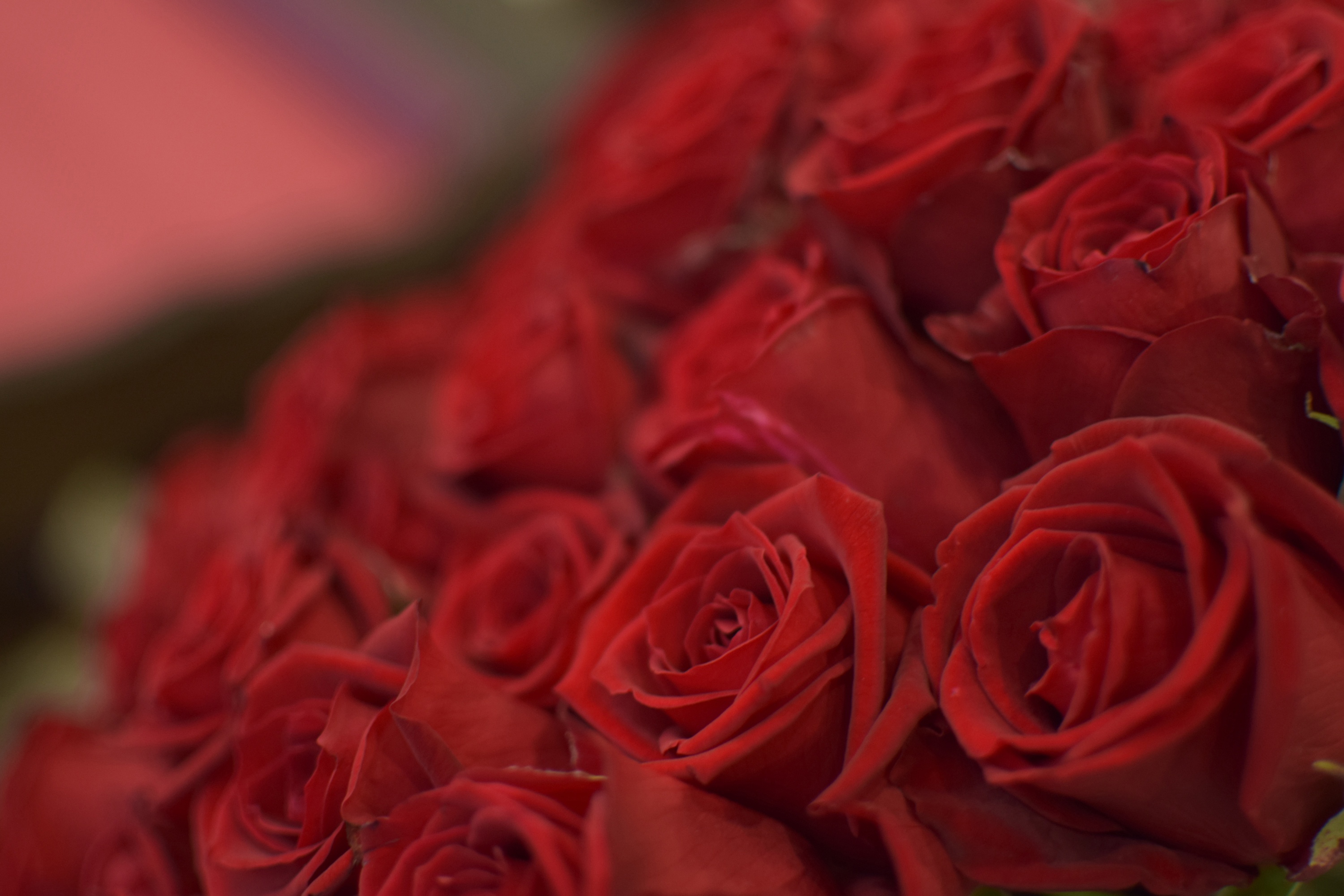 Розы маме стихи. Открытка с юбилеем. Картинки с юбилеем женщине. Открытки с розами. С днем рождения розы.