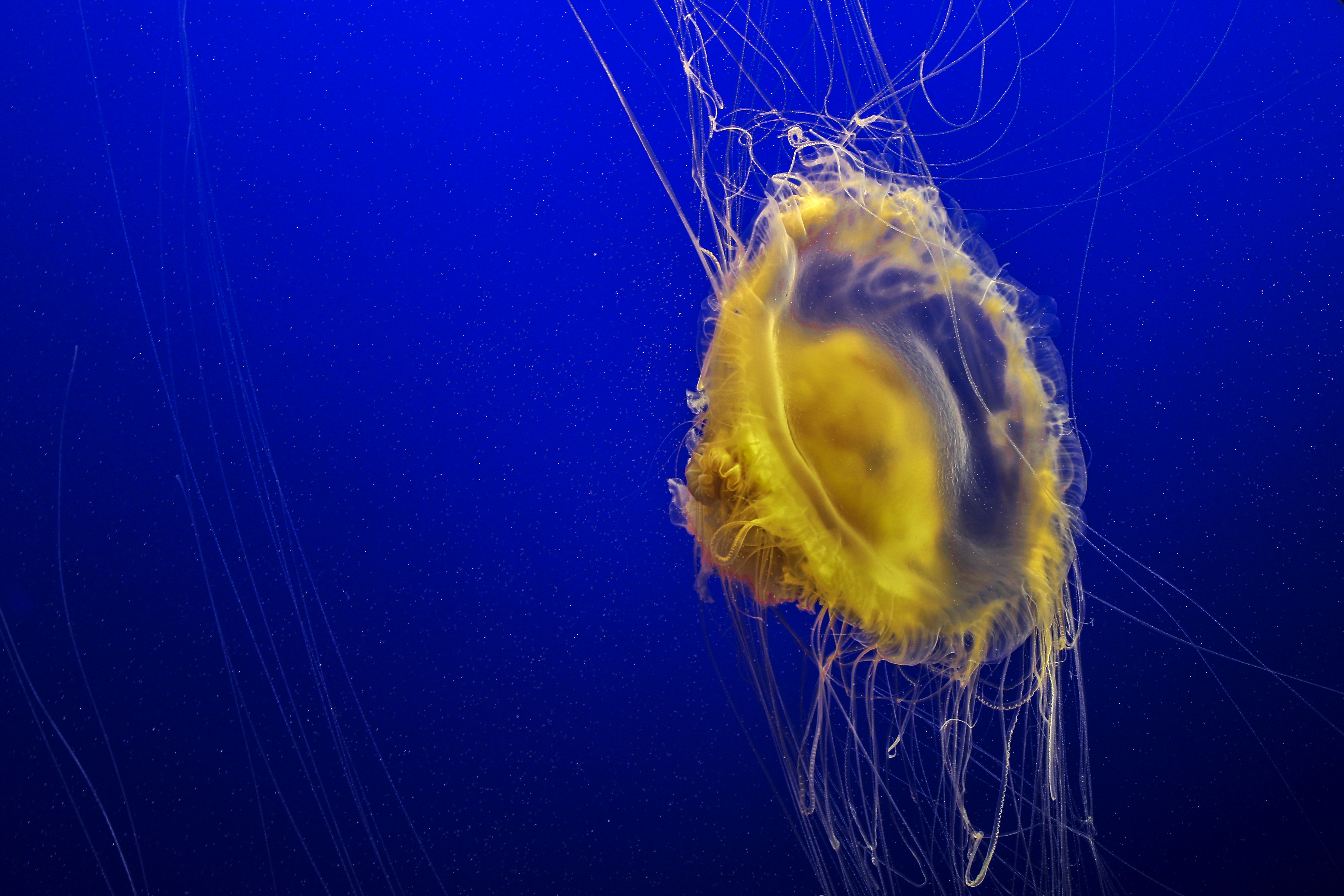 Download background animals, sea, jellyfish, ocean, underwater world, tentacles