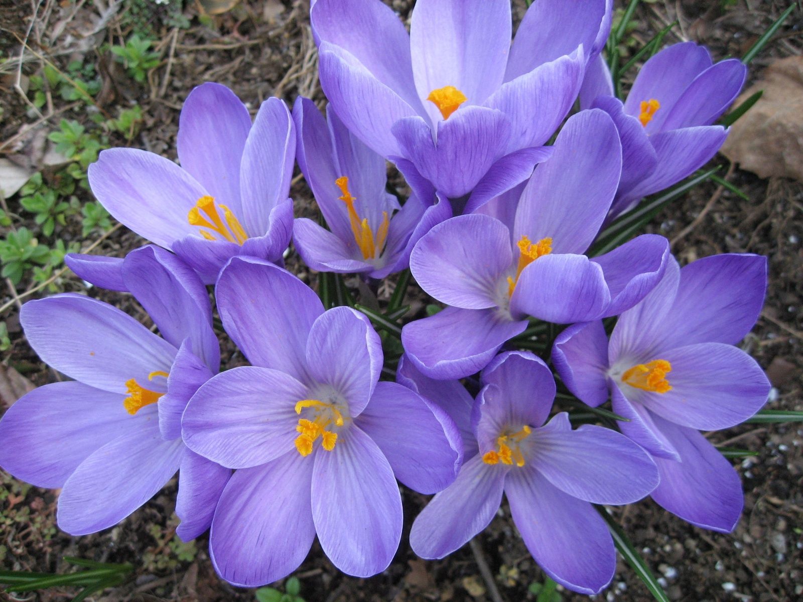 spring, flowers, loose, disbanded, primrose, crocuses Free Stock Photo