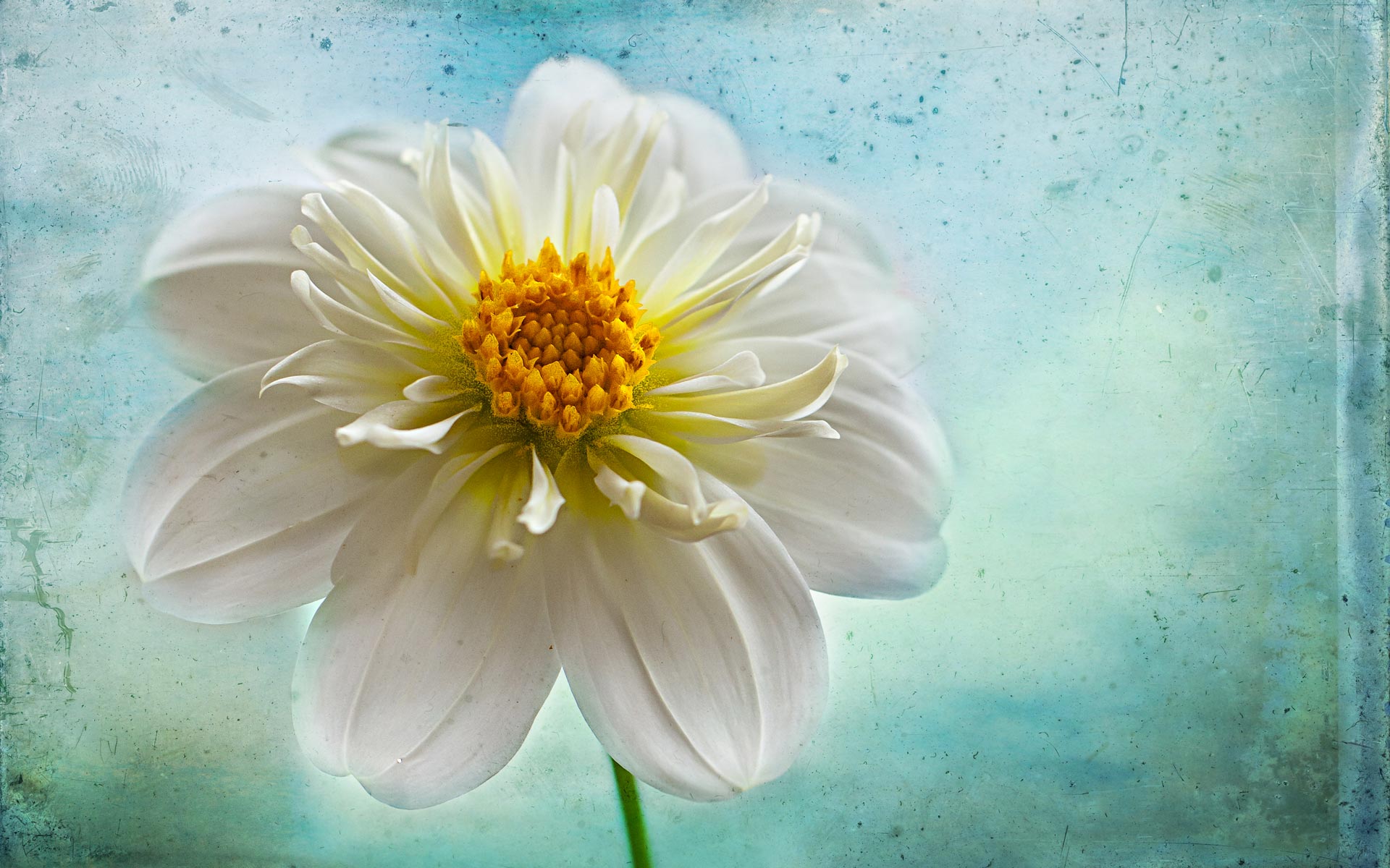 dahlia, earth, close up, flower, white flower, flowers HD wallpaper
