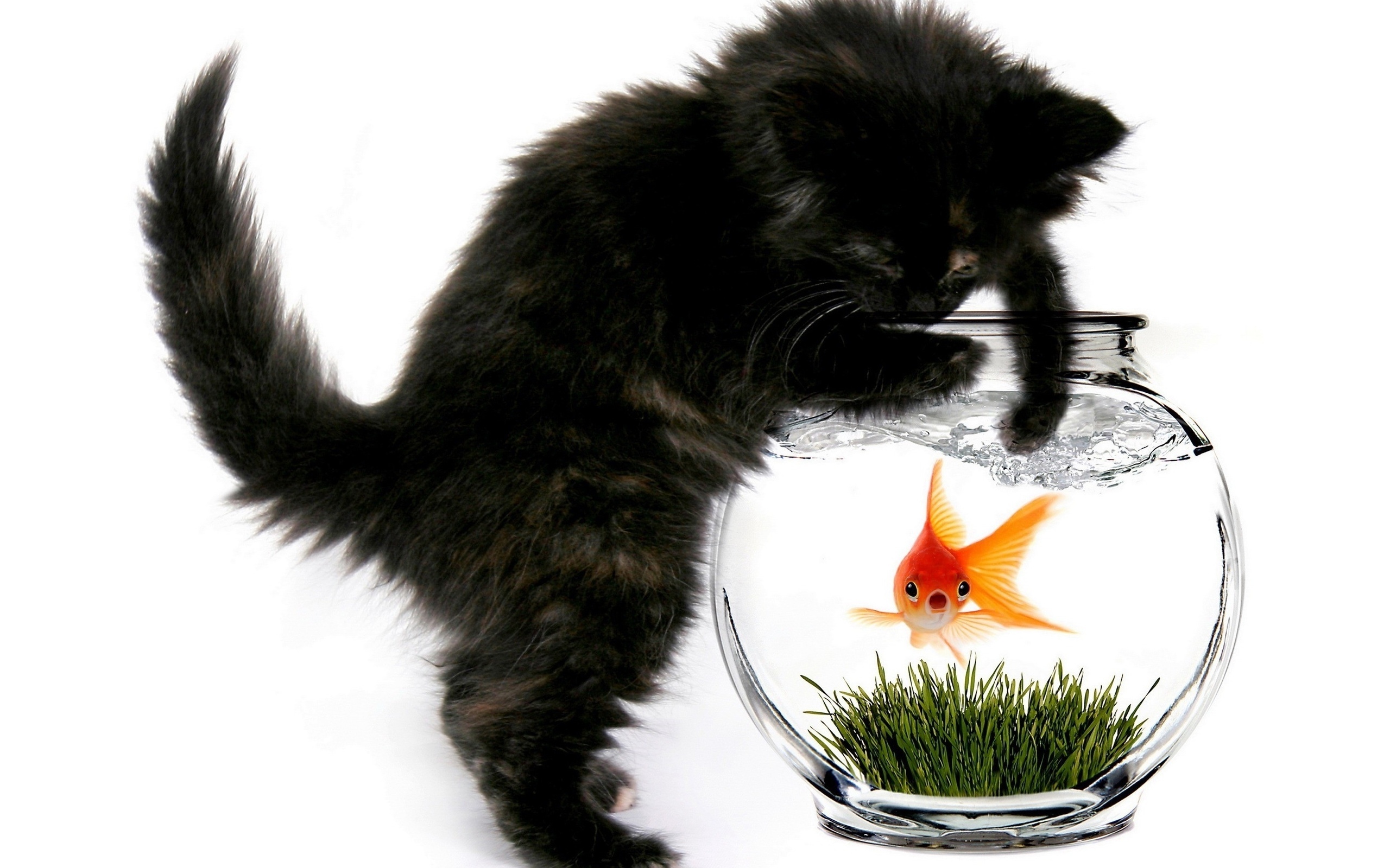 27716 скачать обои аквариумы, кошки (коты котики), рыбы, животные, черные - заставки и картинки бесплатно