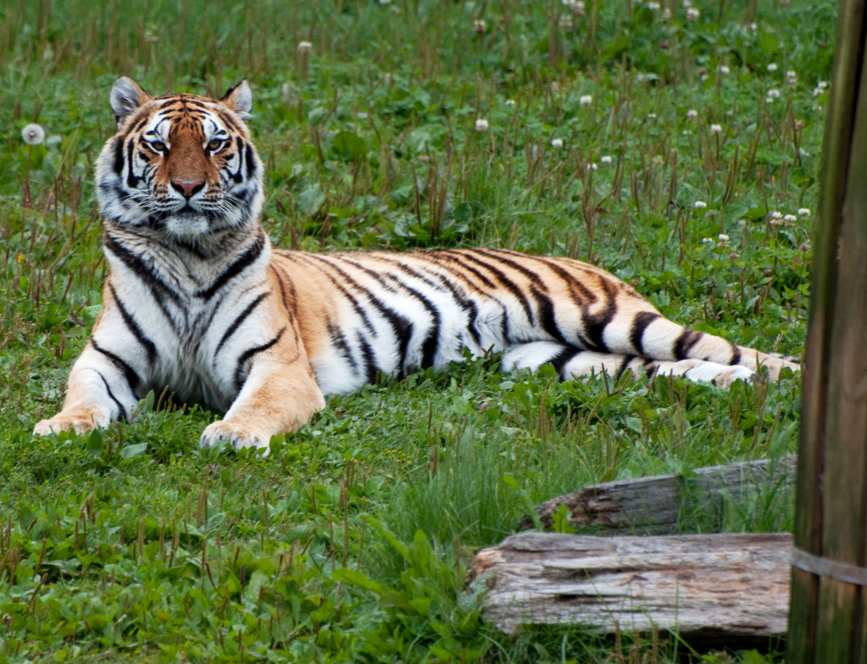 animals, predator, big cat, tiger, stripes, strips