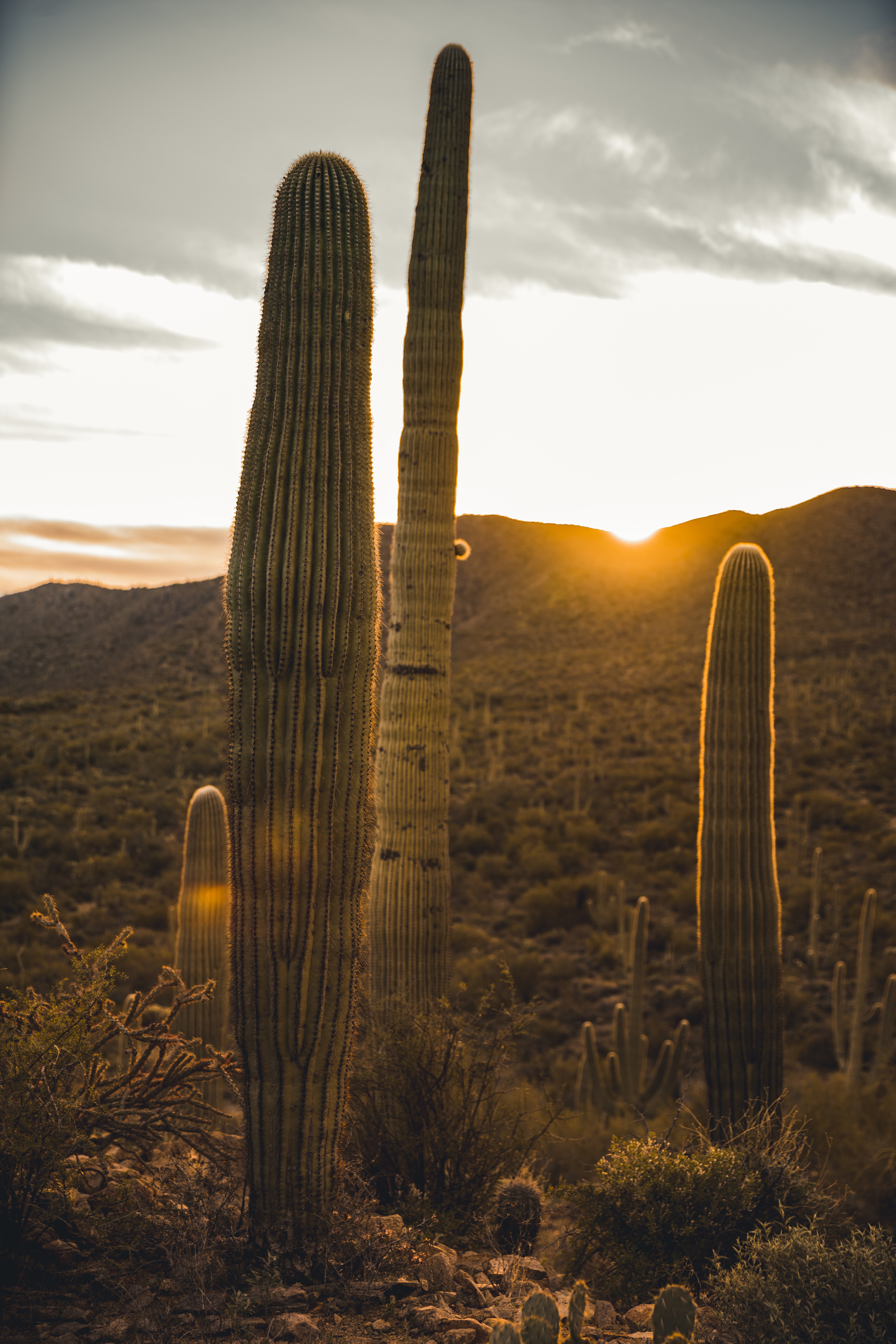 134331 descargar fondo de pantalla naturaleza, cactus, puesta del sol, desierto, cacto: protectores de pantalla e imágenes gratis
