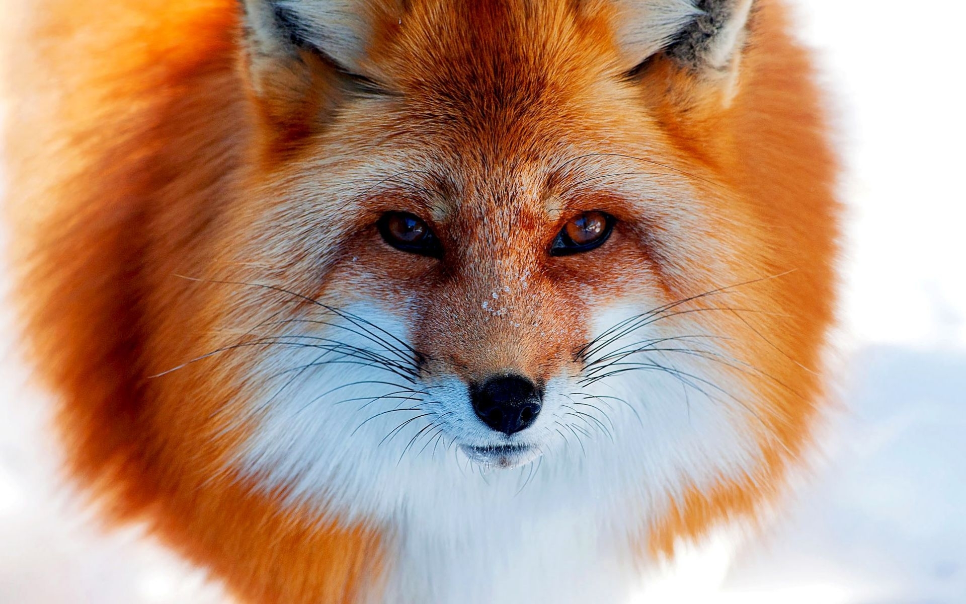 45146 Hintergrundbild herunterladen tiere, fox - Bildschirmschoner und Bilder kostenlos