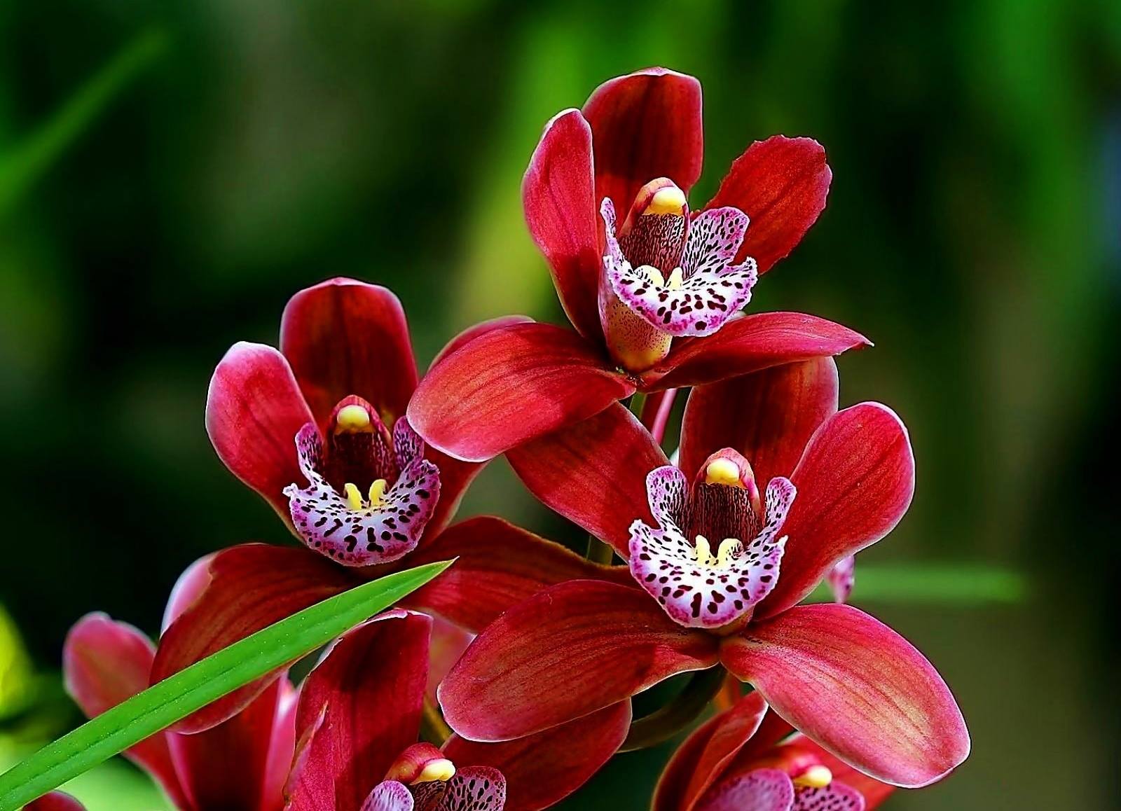 Мир Орхидей