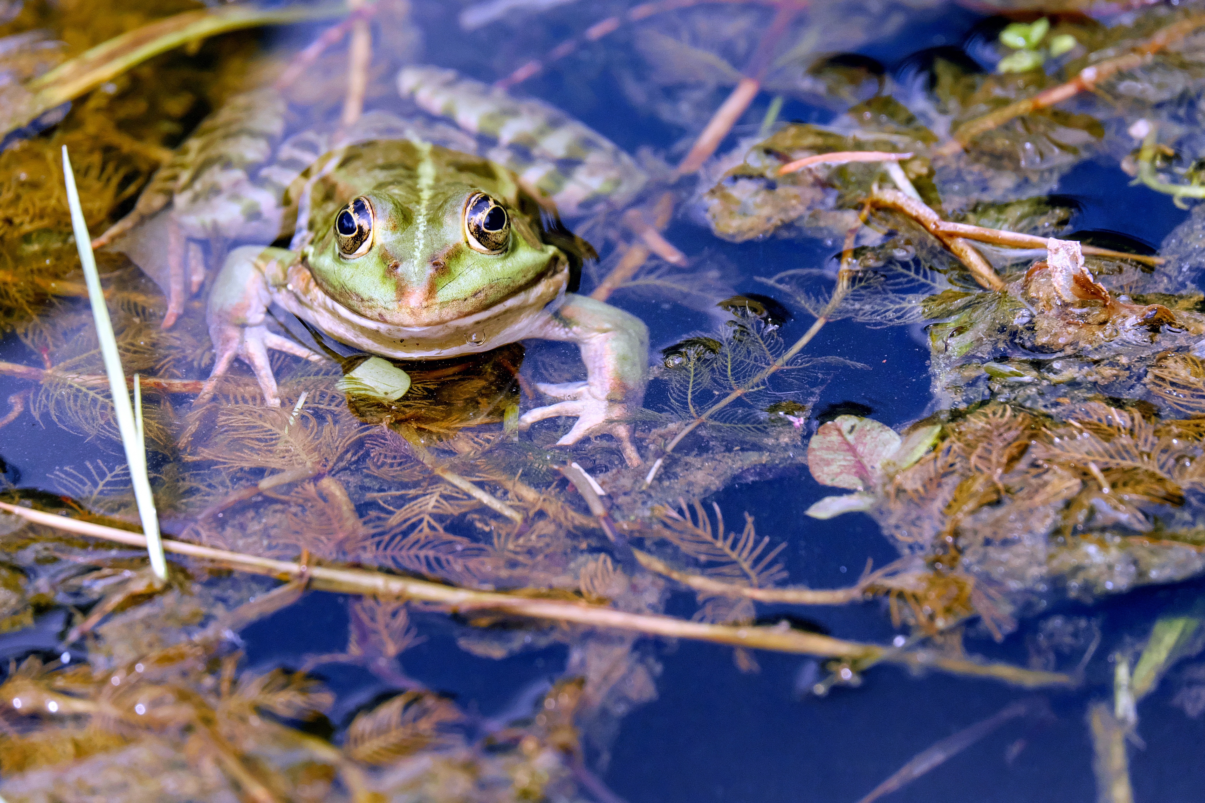 animal, frog, algae, water, frogs