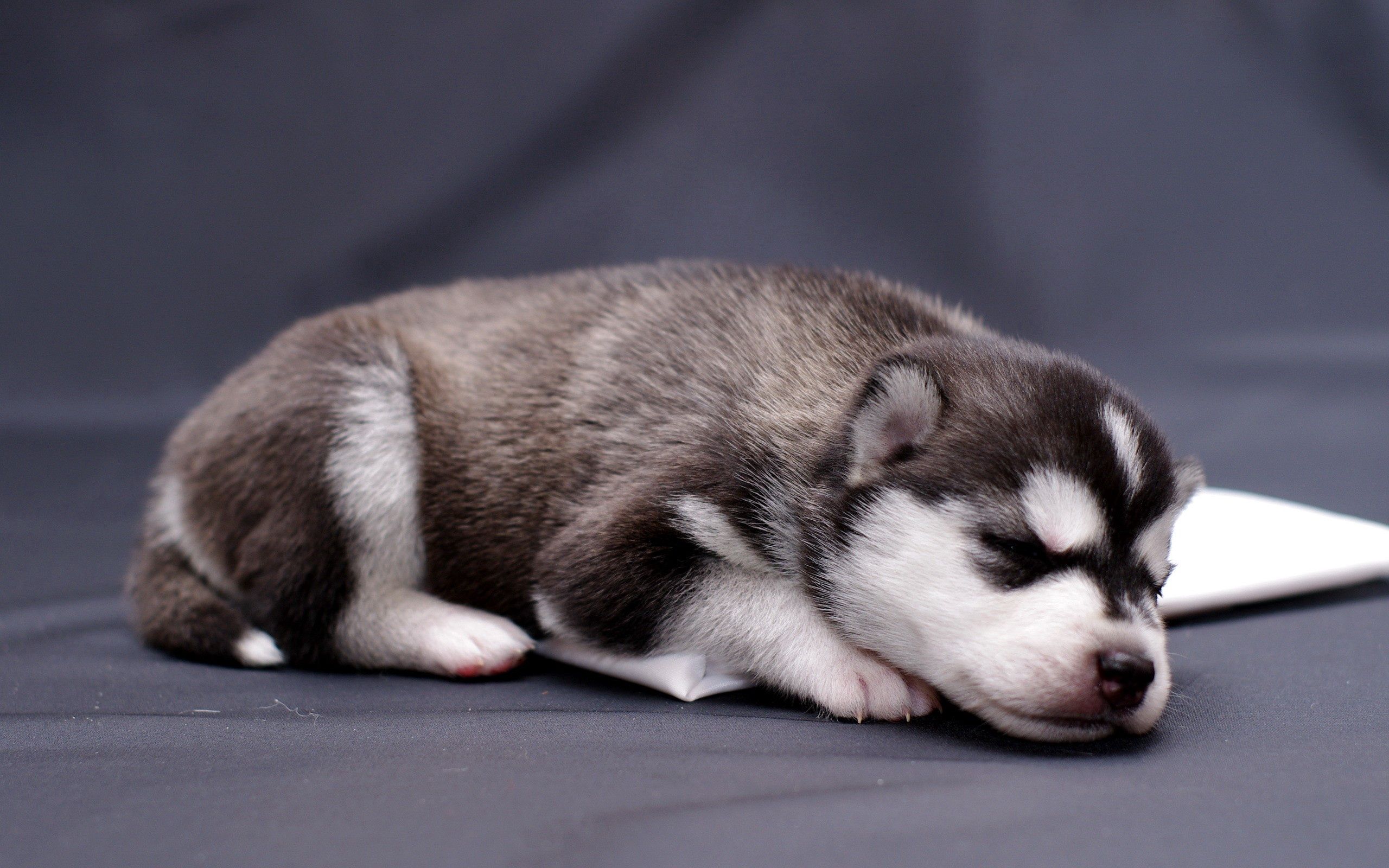 Download mobile wallpaper To Lie Down, Lie, Haska, Animals, Puppy, Husky for free.