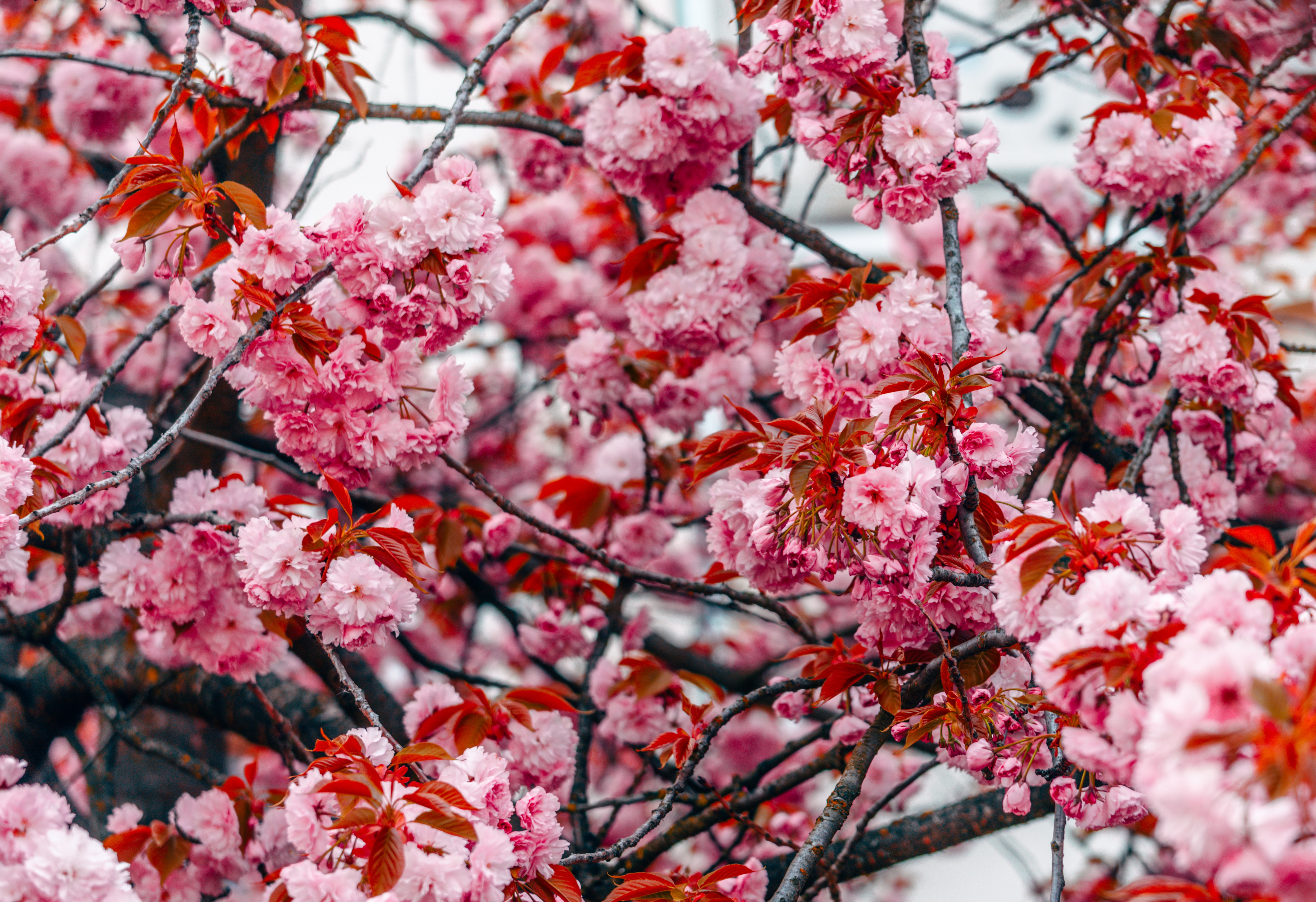 Скачать картинку Дерево, Ветки, Цветет, Розовый, Цветы, Весна в телефон бесплатно.