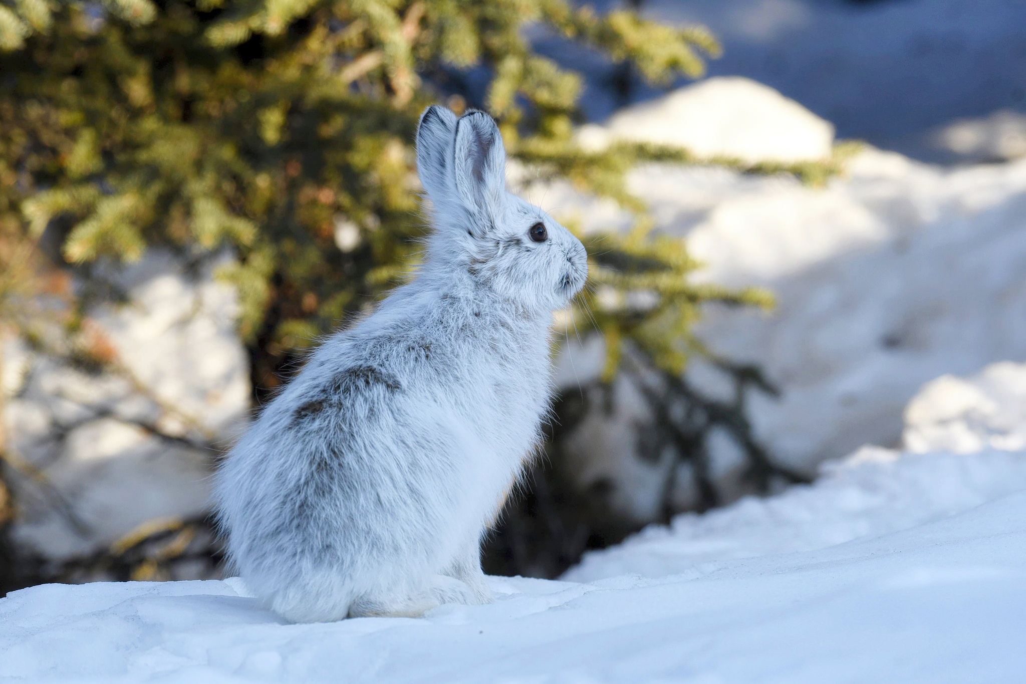 888591壁紙のダウンロード動物, 野ウサギ, 雪, 冬-スクリーンセーバーと写真を無料で