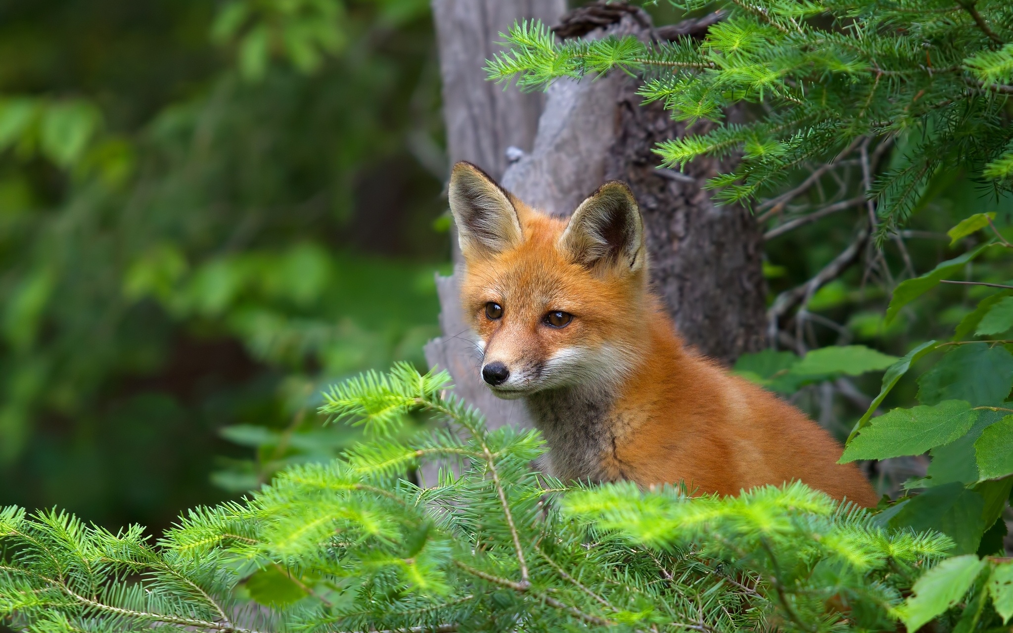 fox, animal, cub download HD wallpaper