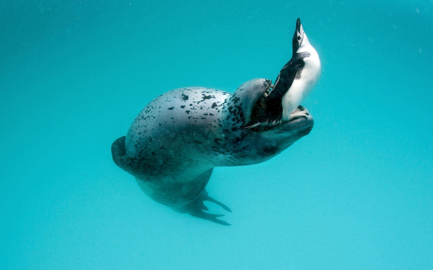Скачать картинку Тюлени, Животные, Море в телефон бесплатно.