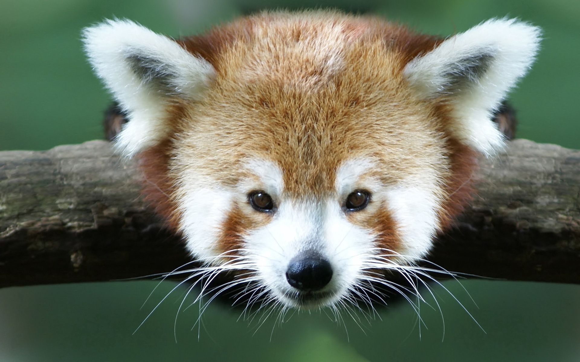 animals, eyes, animal, red panda, eared download HD wallpaper