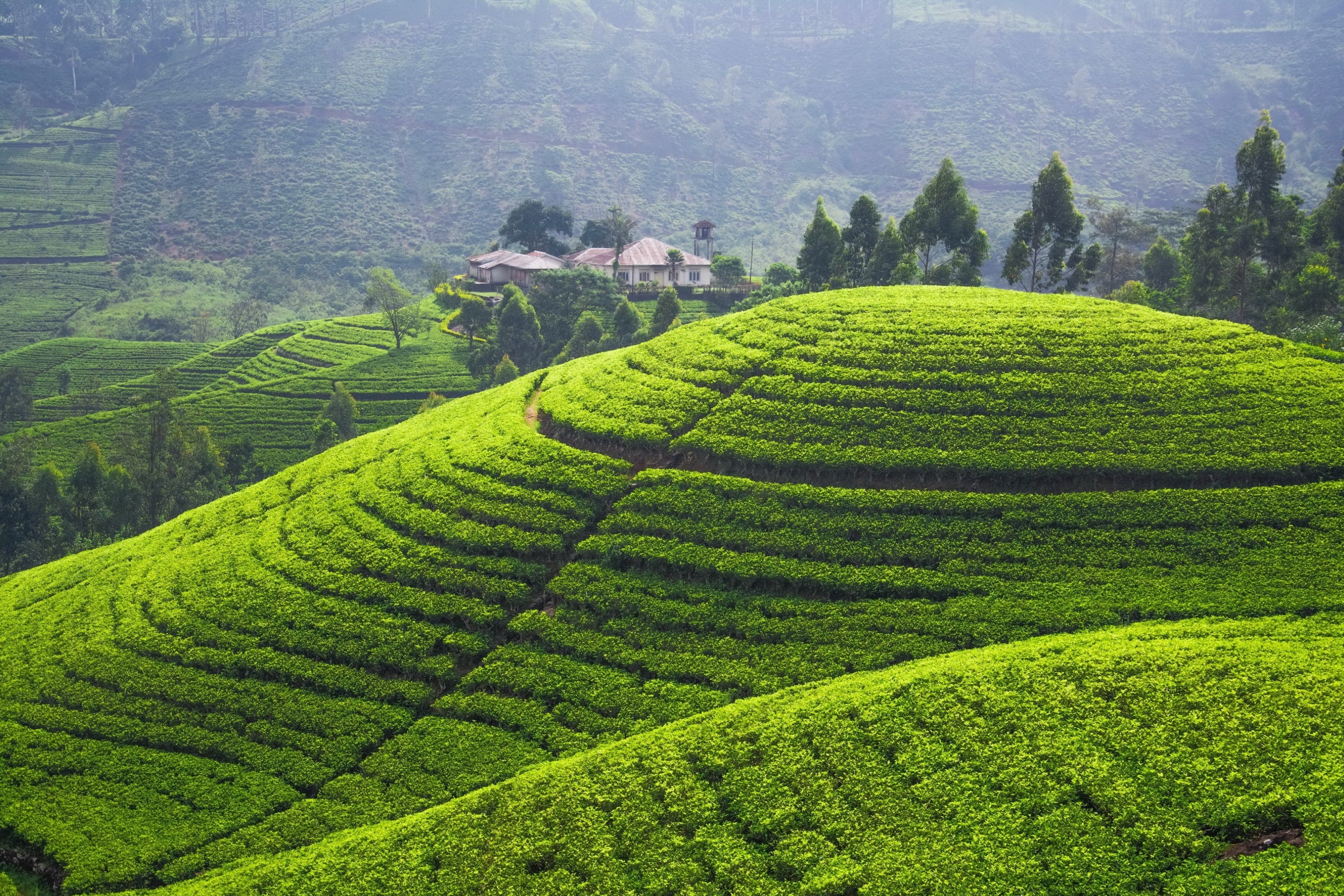 sri lanka, man made, tea plantation