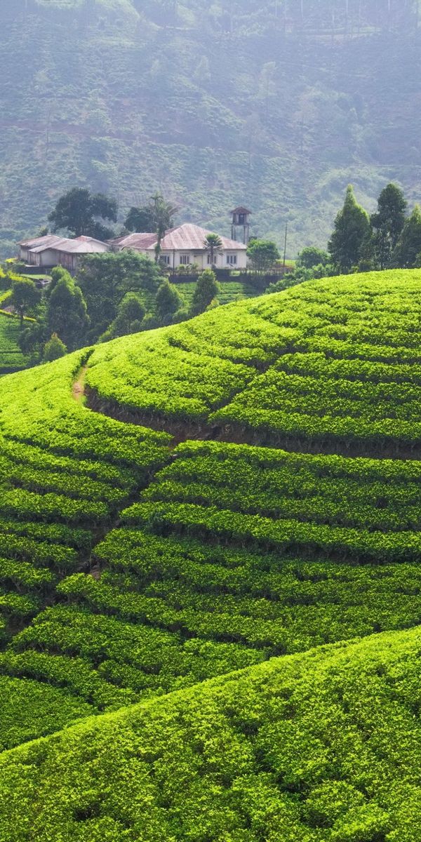 Шри ланка поля. Шри Ланка чайные плантации. Шри Ланка плантации чая. Шриланка чацная Плантауия. Вьетнам кофейные плантации.