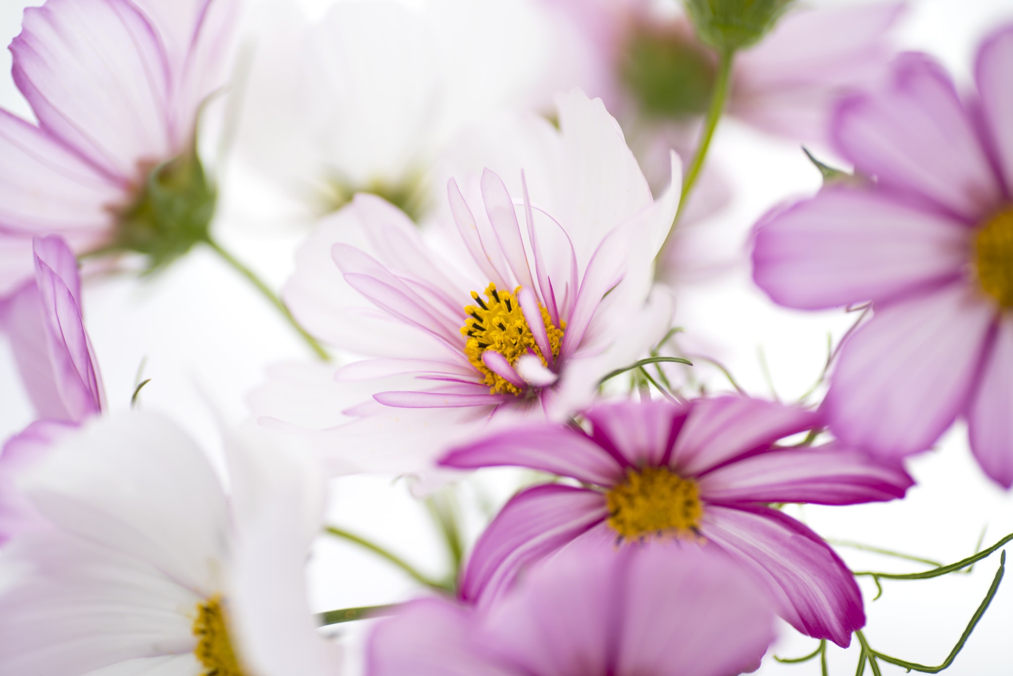 Download mobile wallpaper Flowers, Flower, Close Up, Earth, Cosmos, Pink Flower for free.