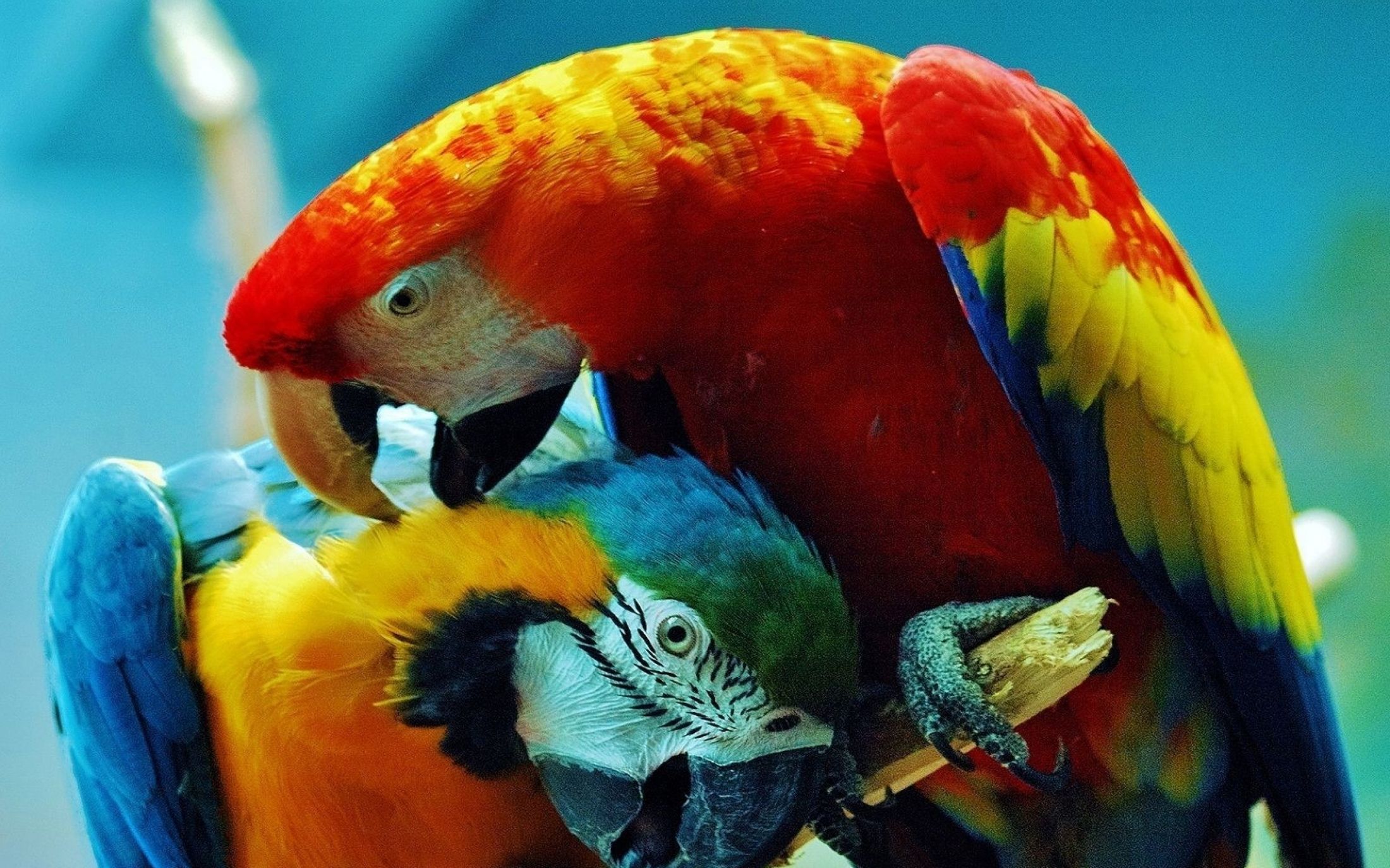 Заставка на рабочий стол попугаи