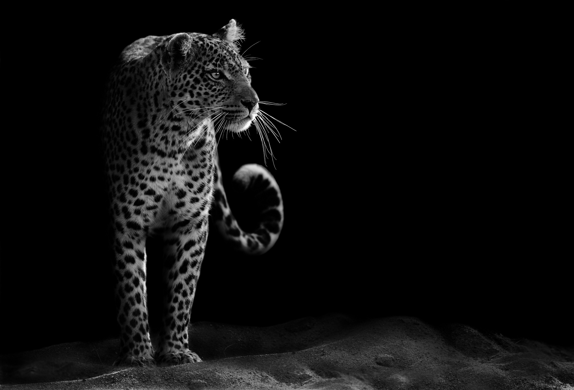 animal, leopard, black & white, wildcat, cats