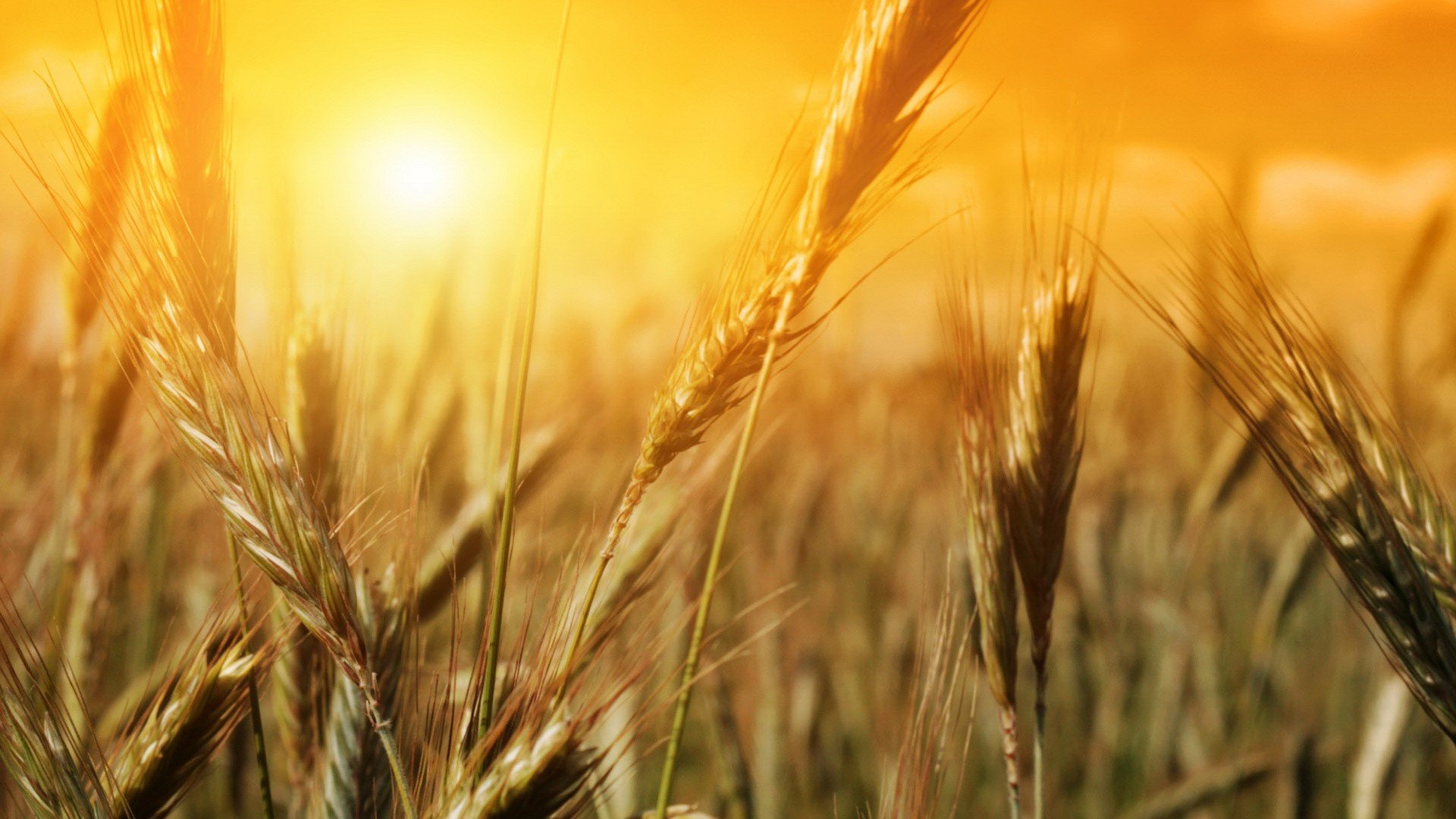 earth, wheat, crops download HD wallpaper