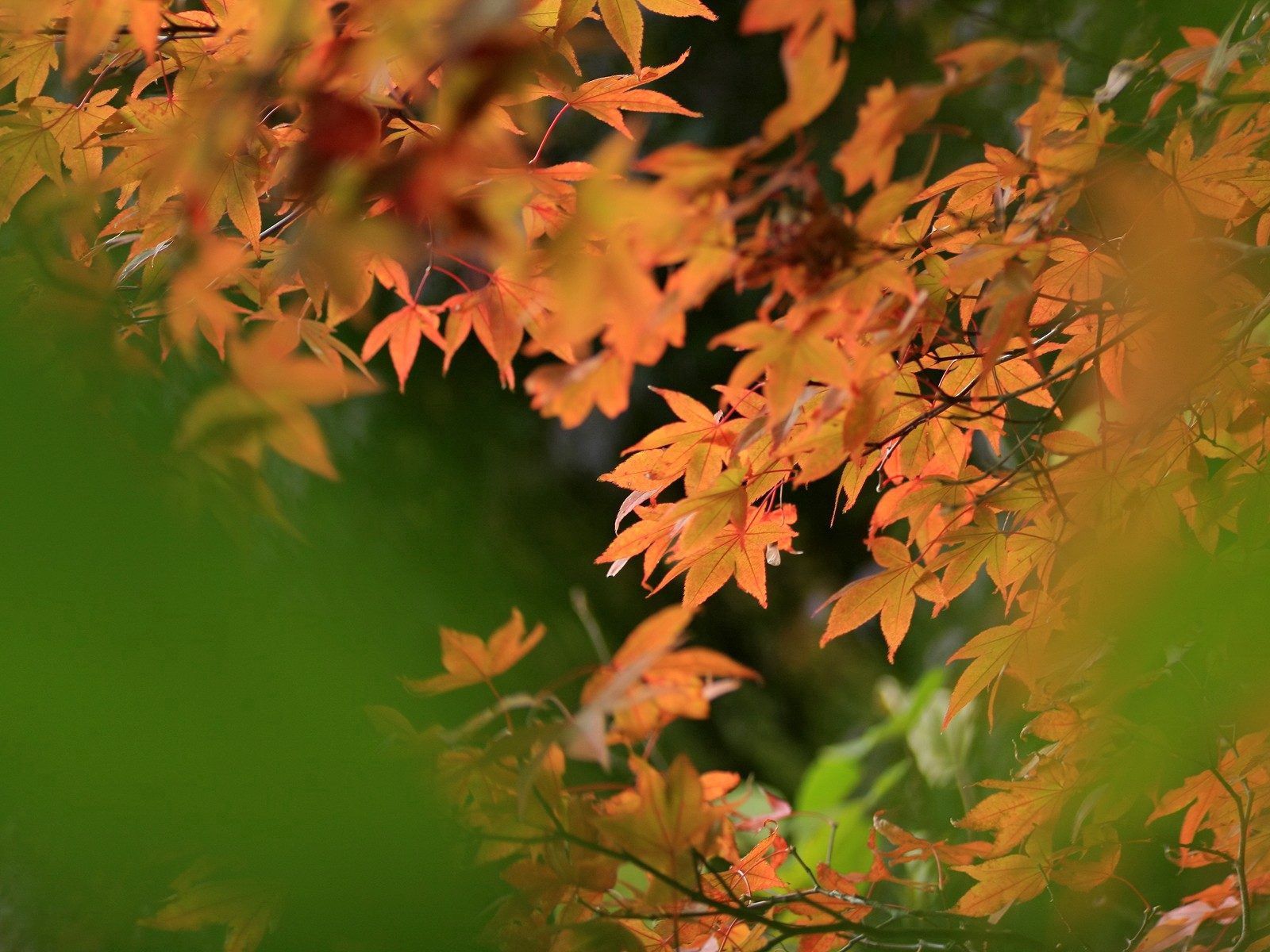 Laden Sie das Blätter, Unschärfe, Glatt, Natur, Herbst-Bild kostenlos auf Ihren PC-Desktop herunter