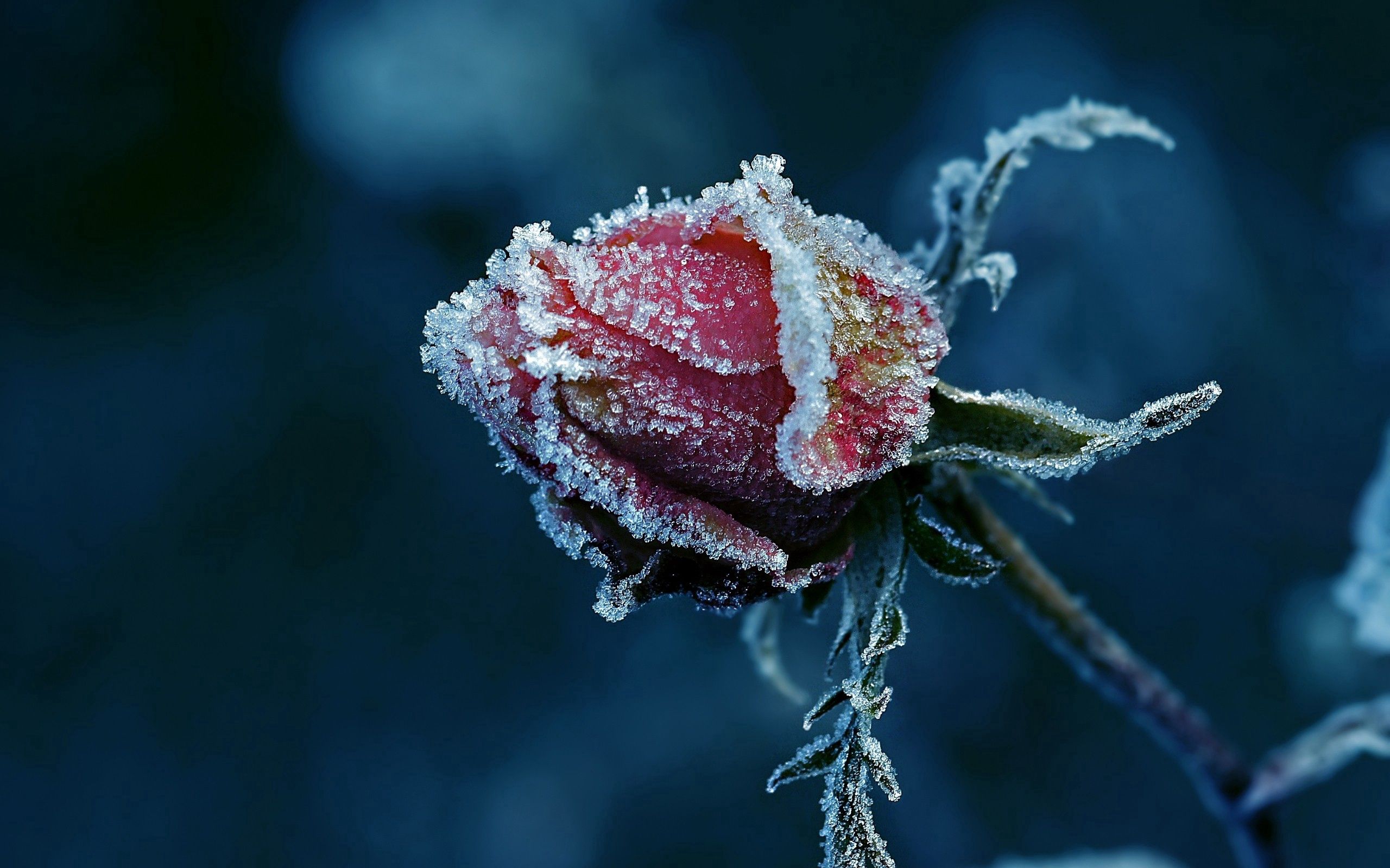 Download background frost, flower, macro, rose flower, rose, hoarfrost