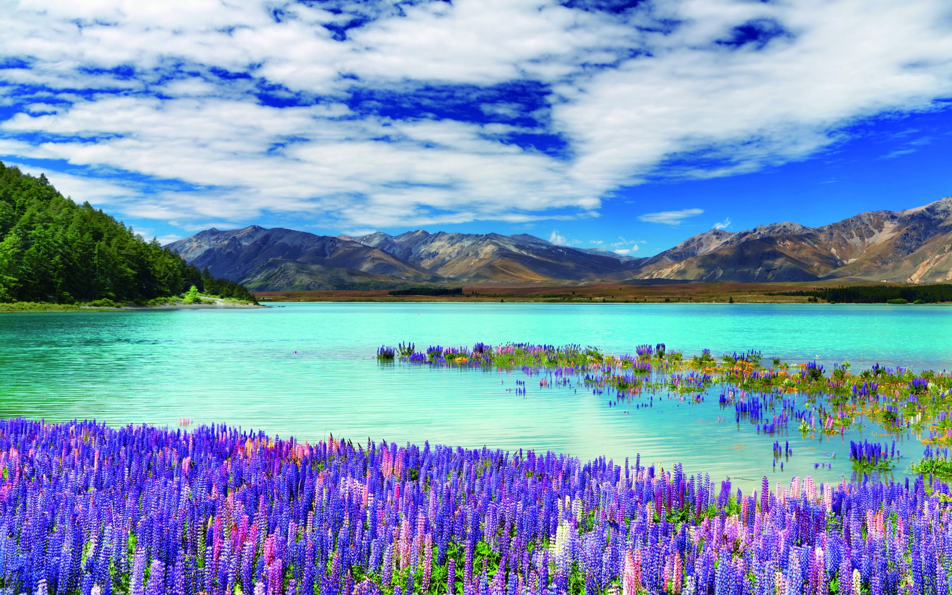 new zealand, earth, lake tekapo, colors, flower, lake, lupine, mountain, pink flower, purple flower, lakes HD wallpaper