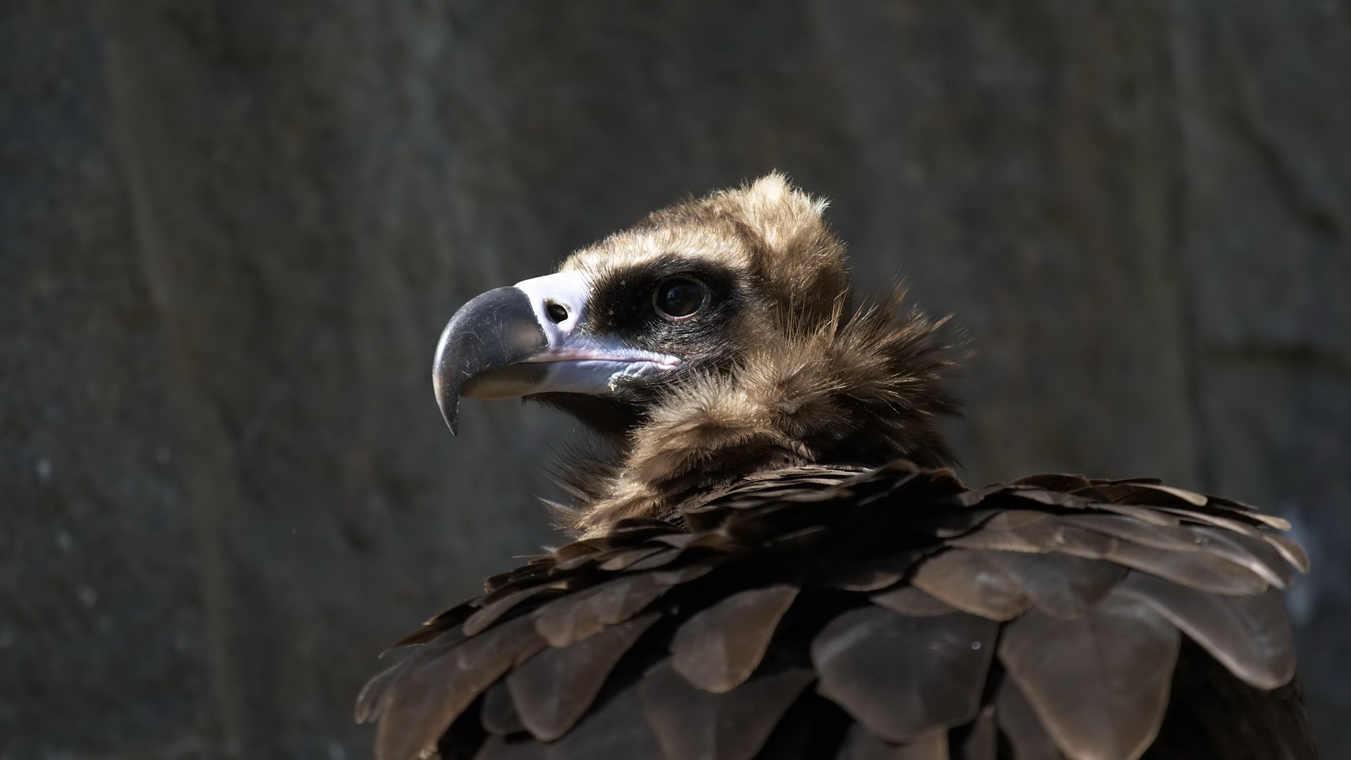 Vulture HD Android Wallpapers