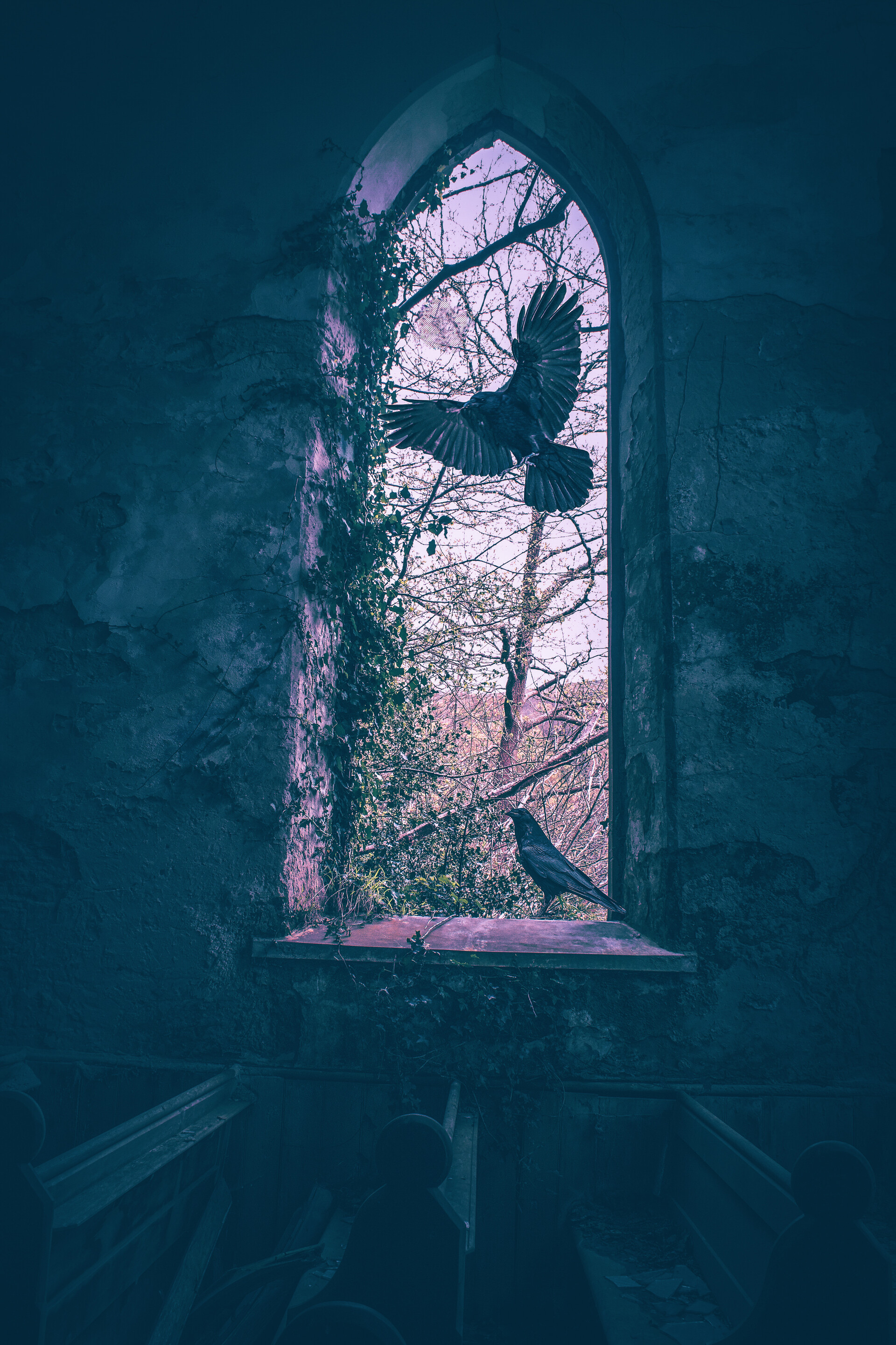 Download mobile wallpaper Building, Miscellaneous, Window, Wings, Birds, Miscellanea for free.