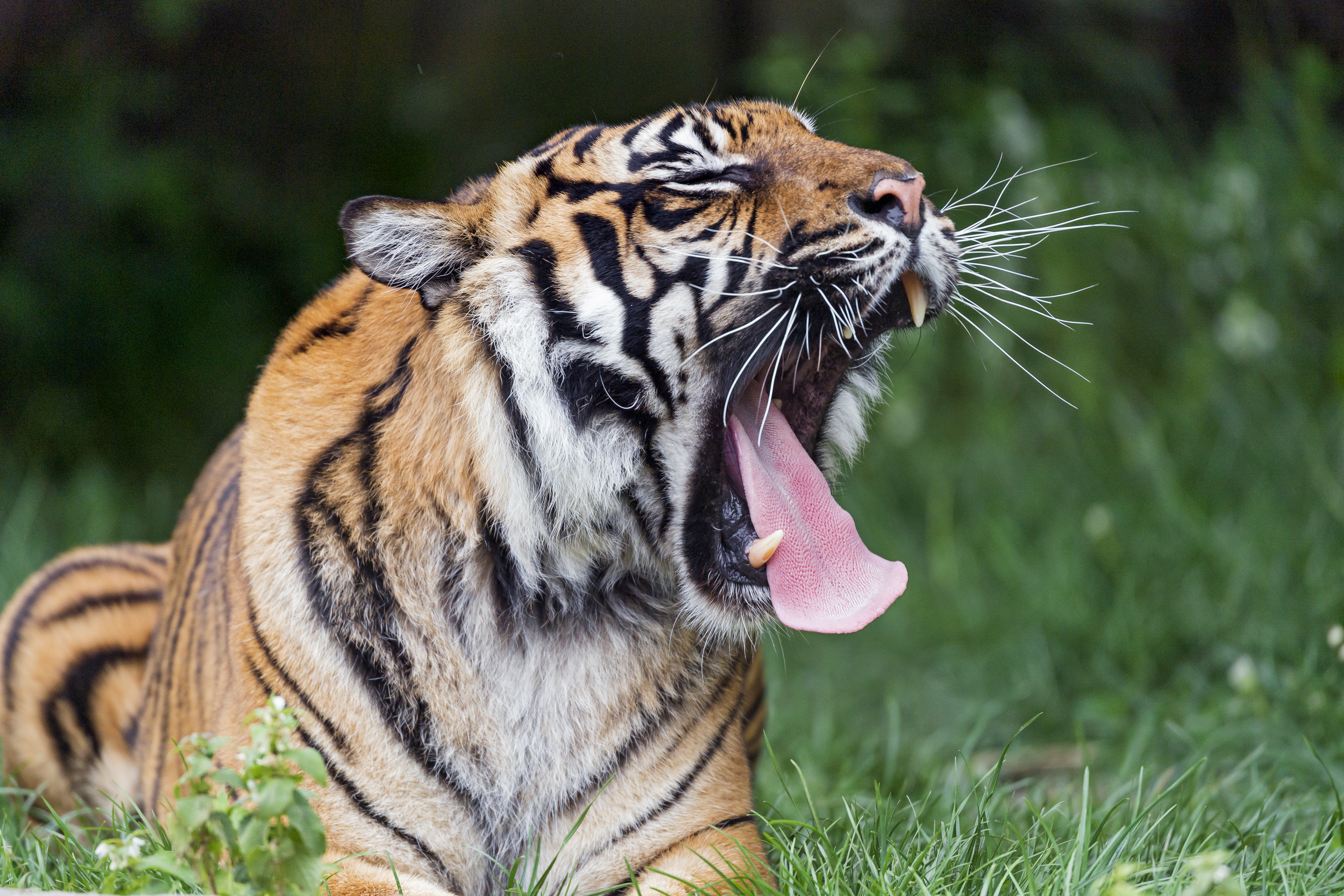 animals, predator, big cat, tiger, protruding tongue, tongue stuck out, to yawn, yawn Free Stock Photo