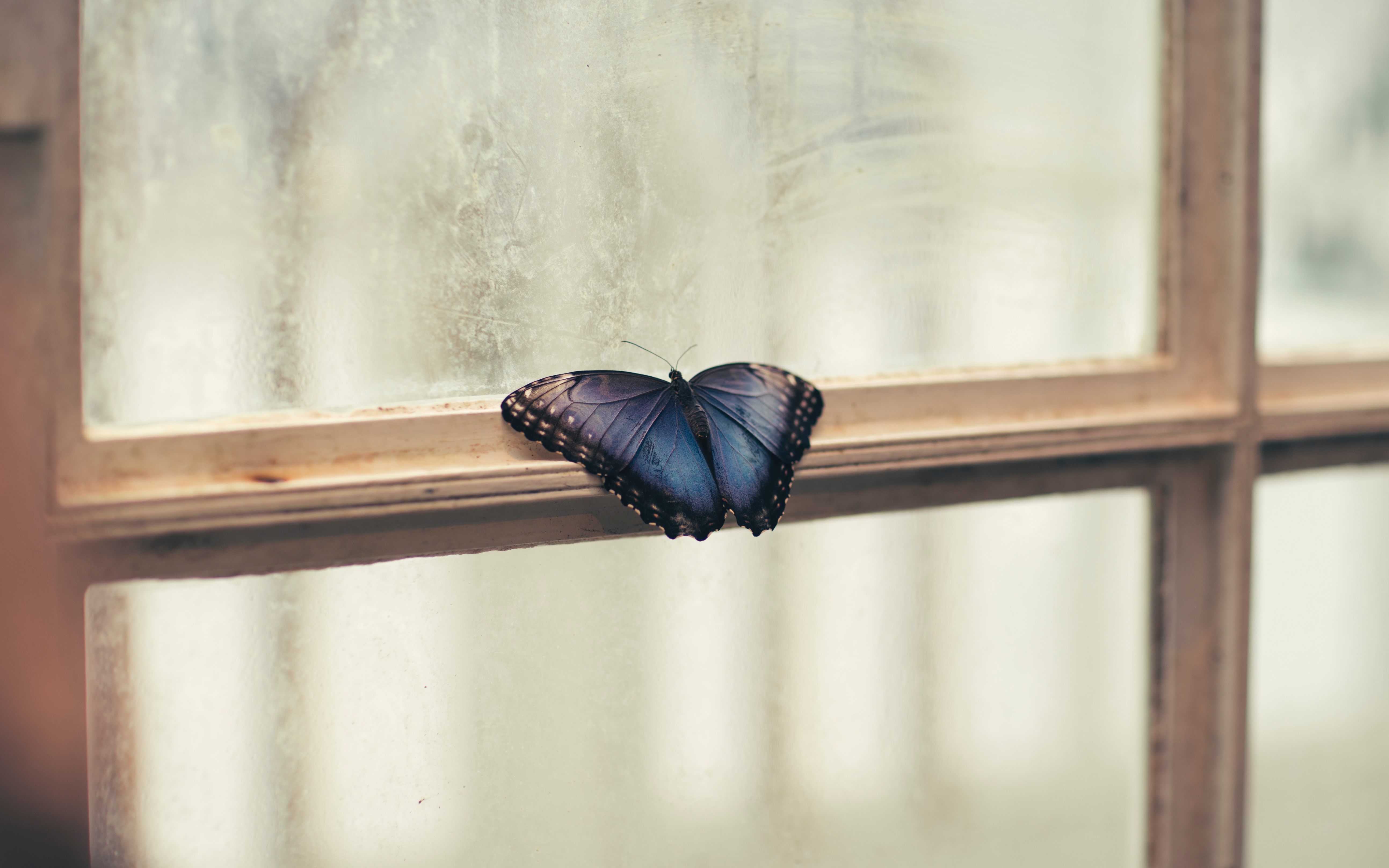 macro, window, patterns, butterfly, wings, frame 32K