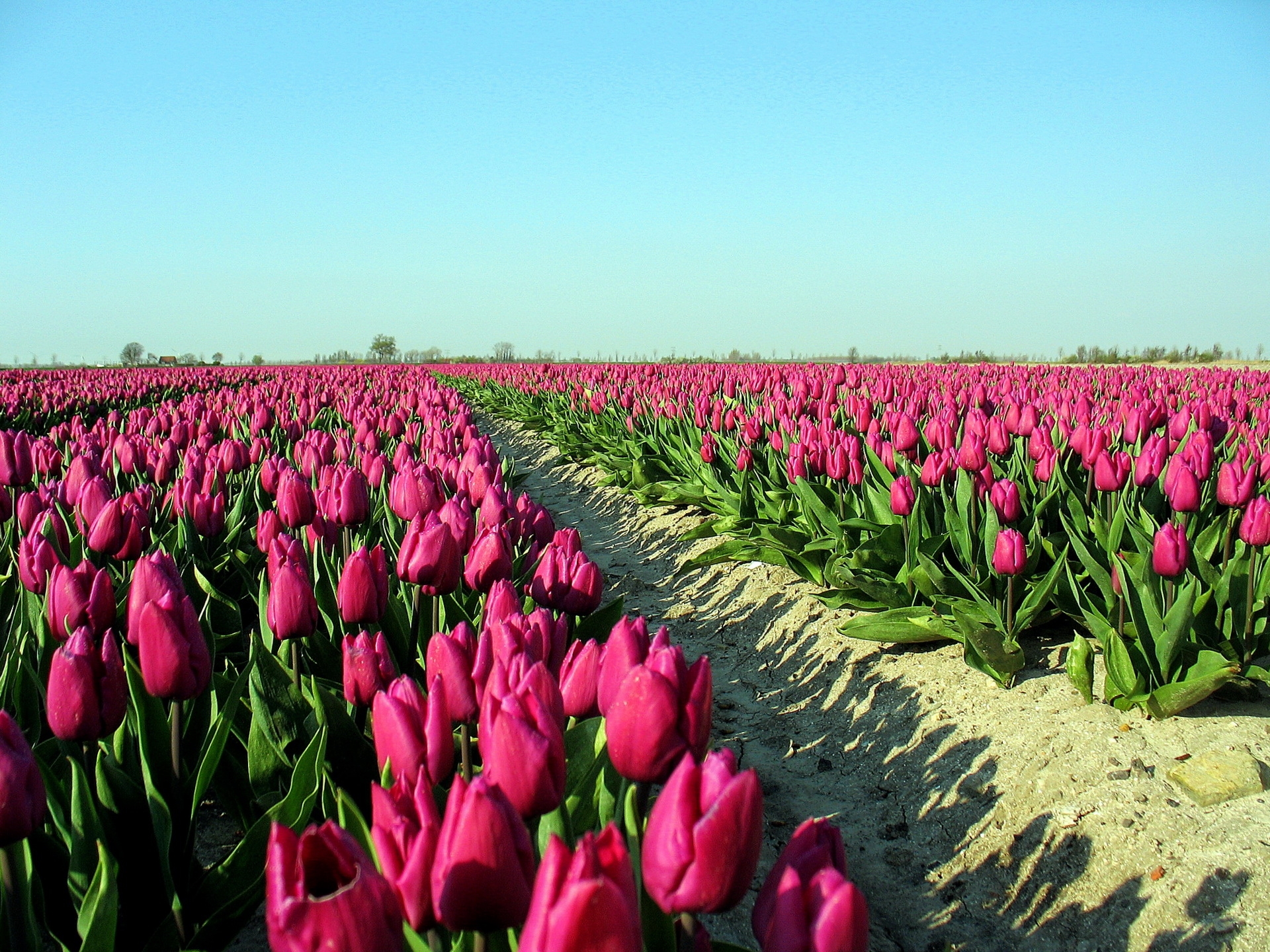 72318 télécharger le fond d'écran fleurs, sky, tulipes, route, ombre, plantation - économiseurs d'écran et images gratuitement